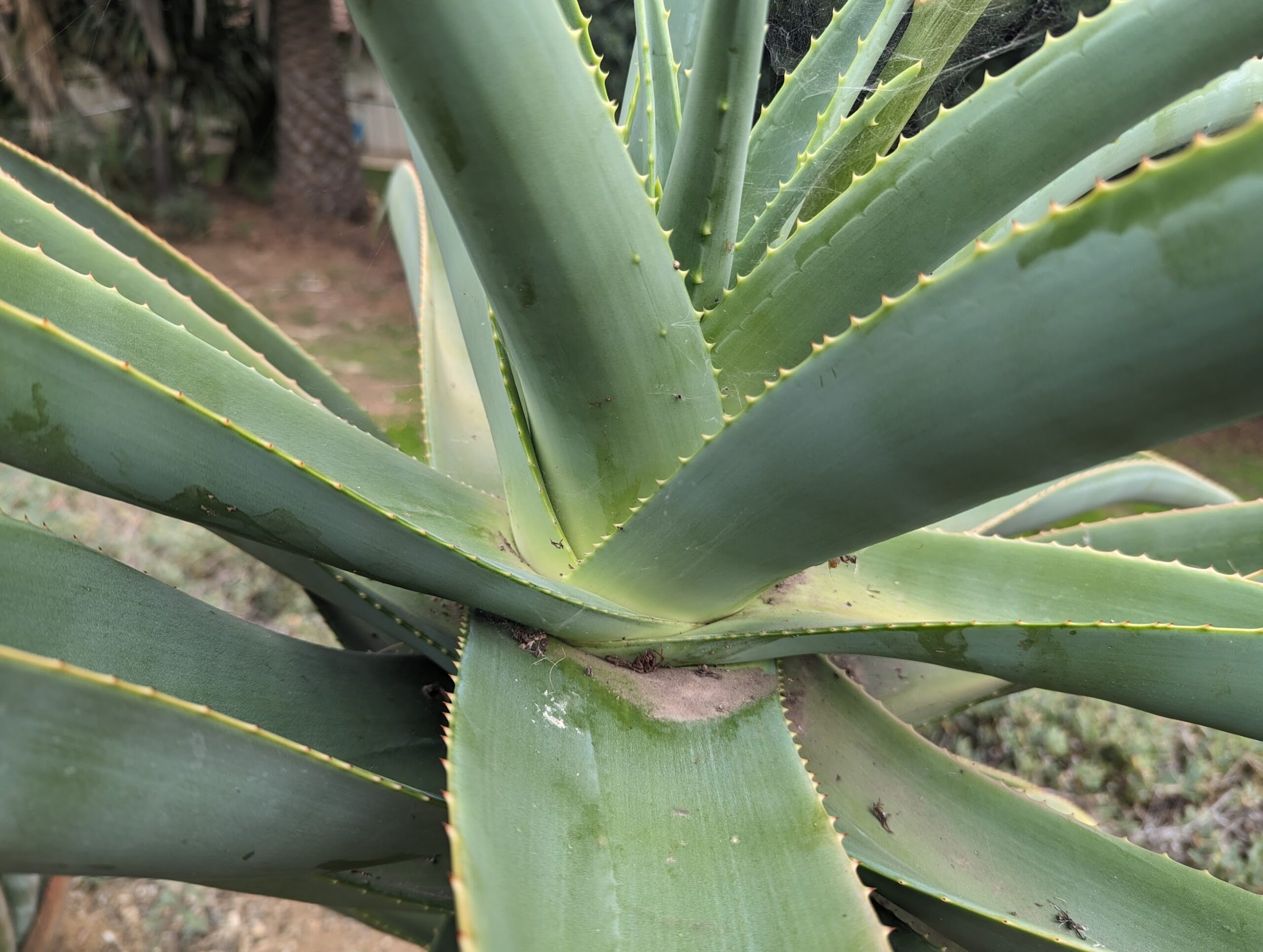 healthy thraskii dec 2023 Aloe thraskii