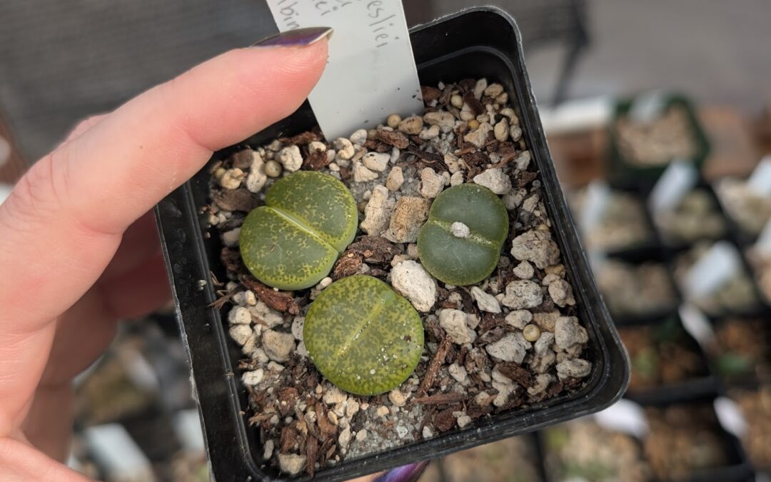 How to Grow Lithops lesliei