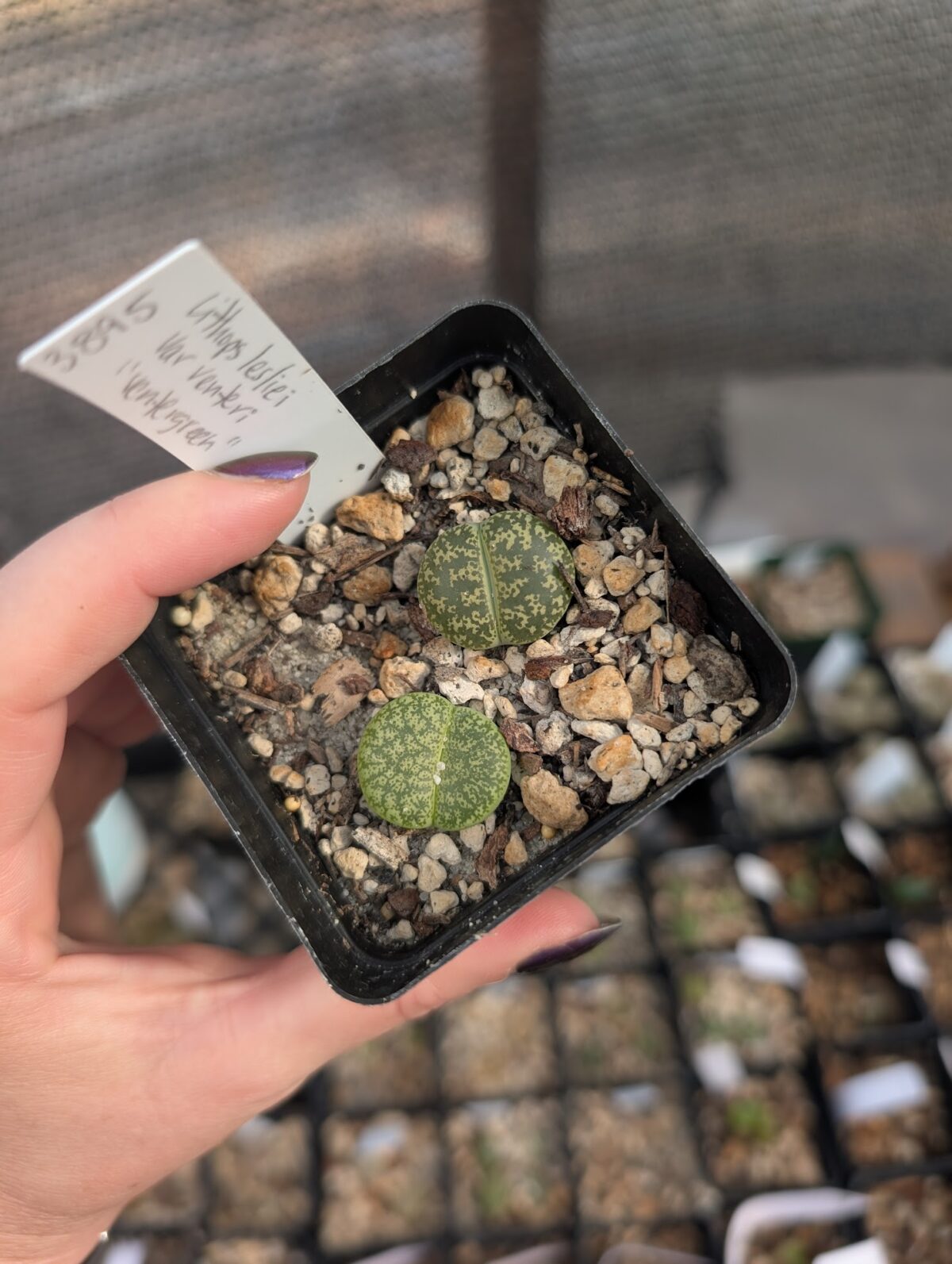 lithops lesliei ssp lesliei var venteri ventergreen