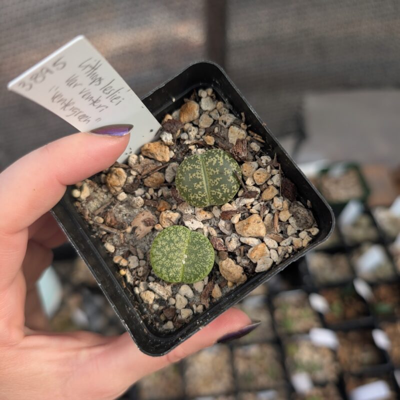 lithops lesliei ssp lesliei var venteri ventergreen