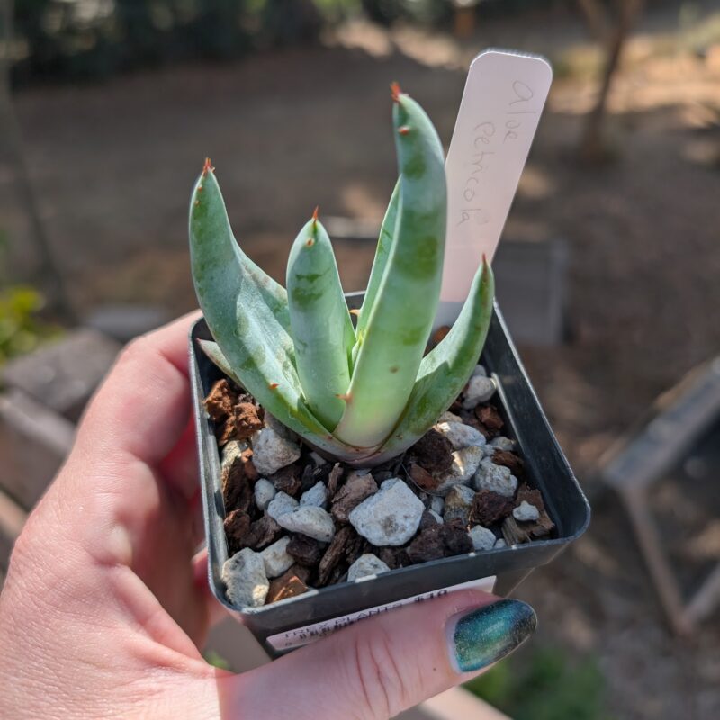 aloe petricola