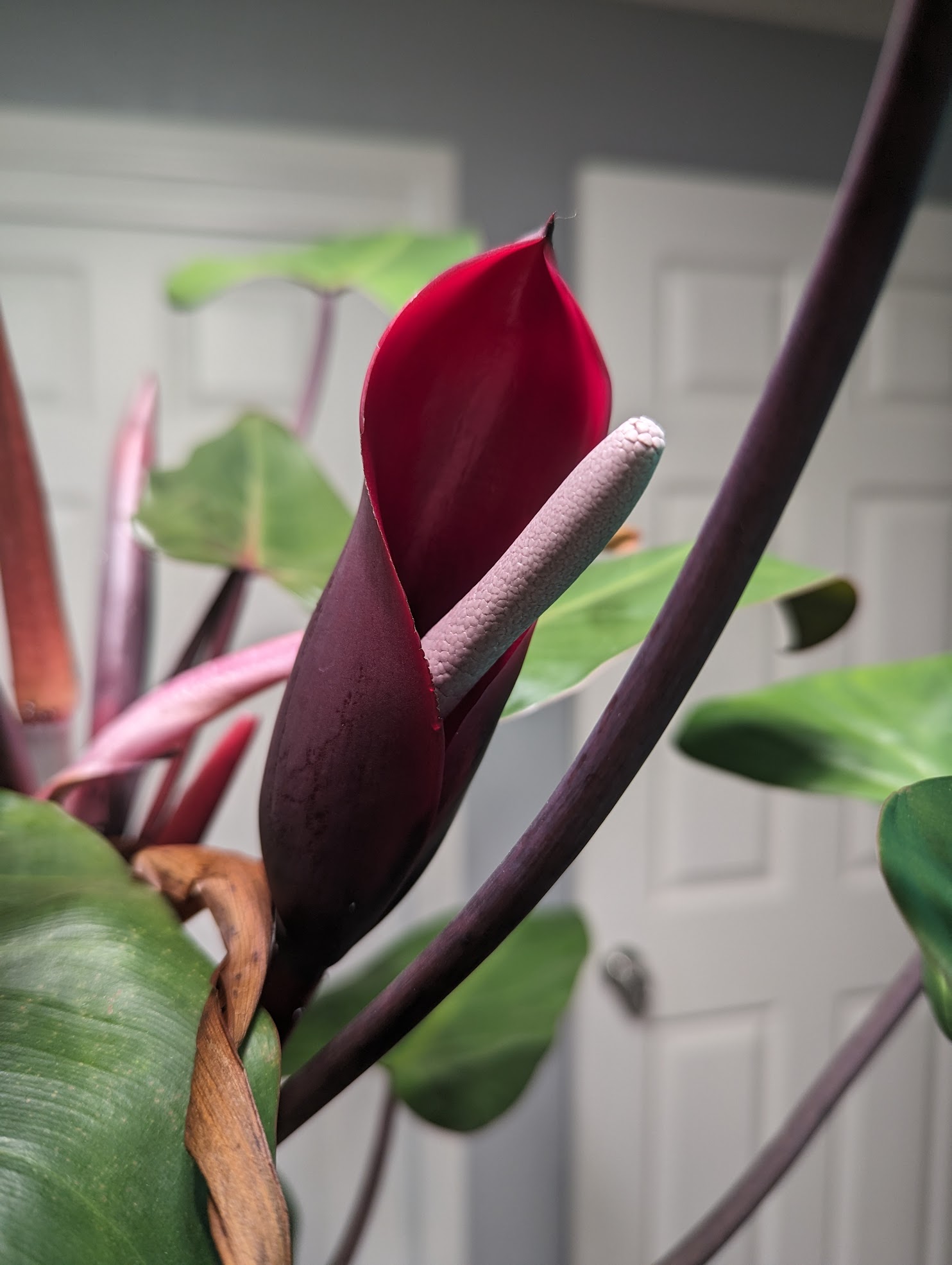 philodendron red emerald 