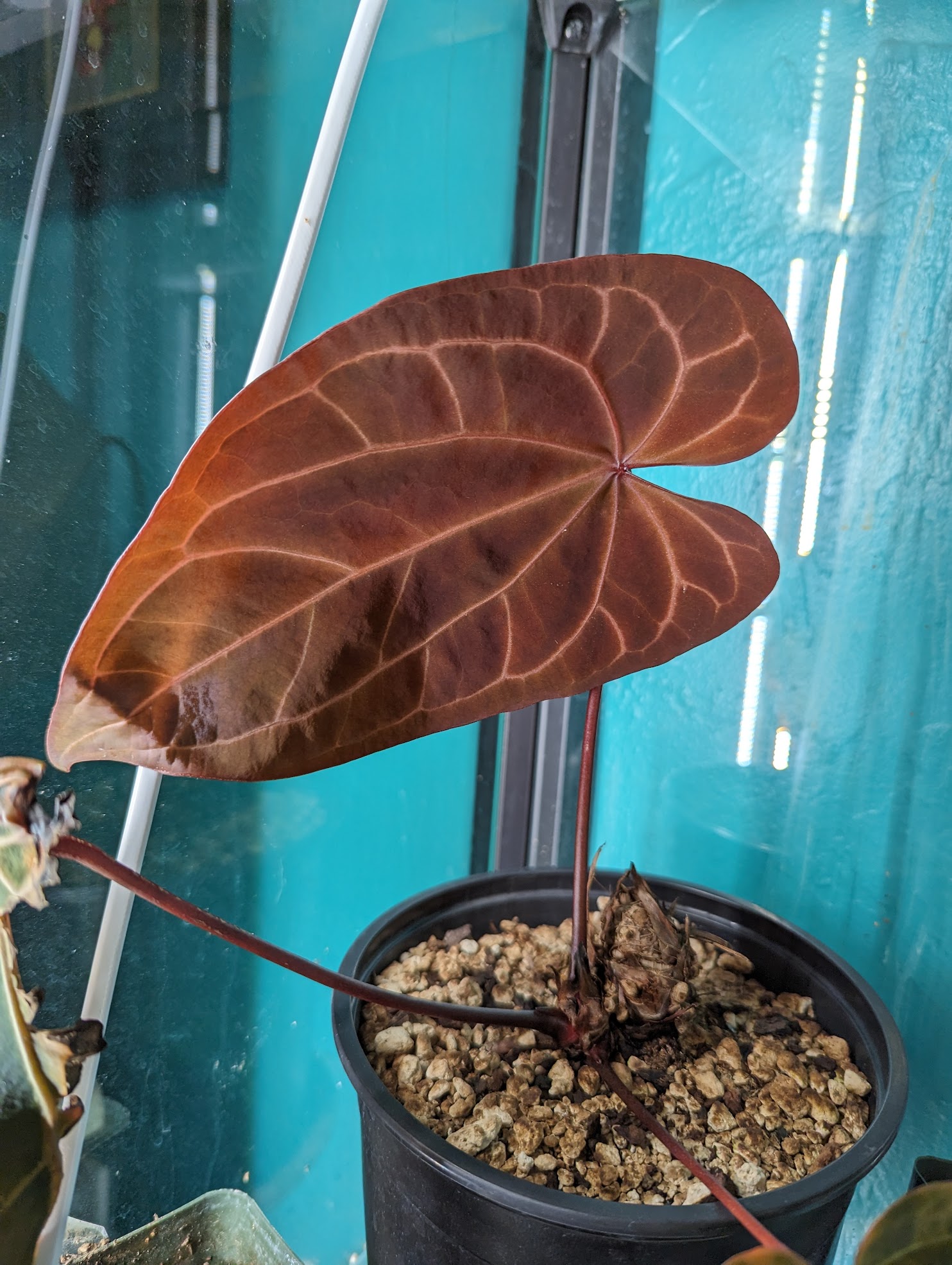 anthurium ace of spades