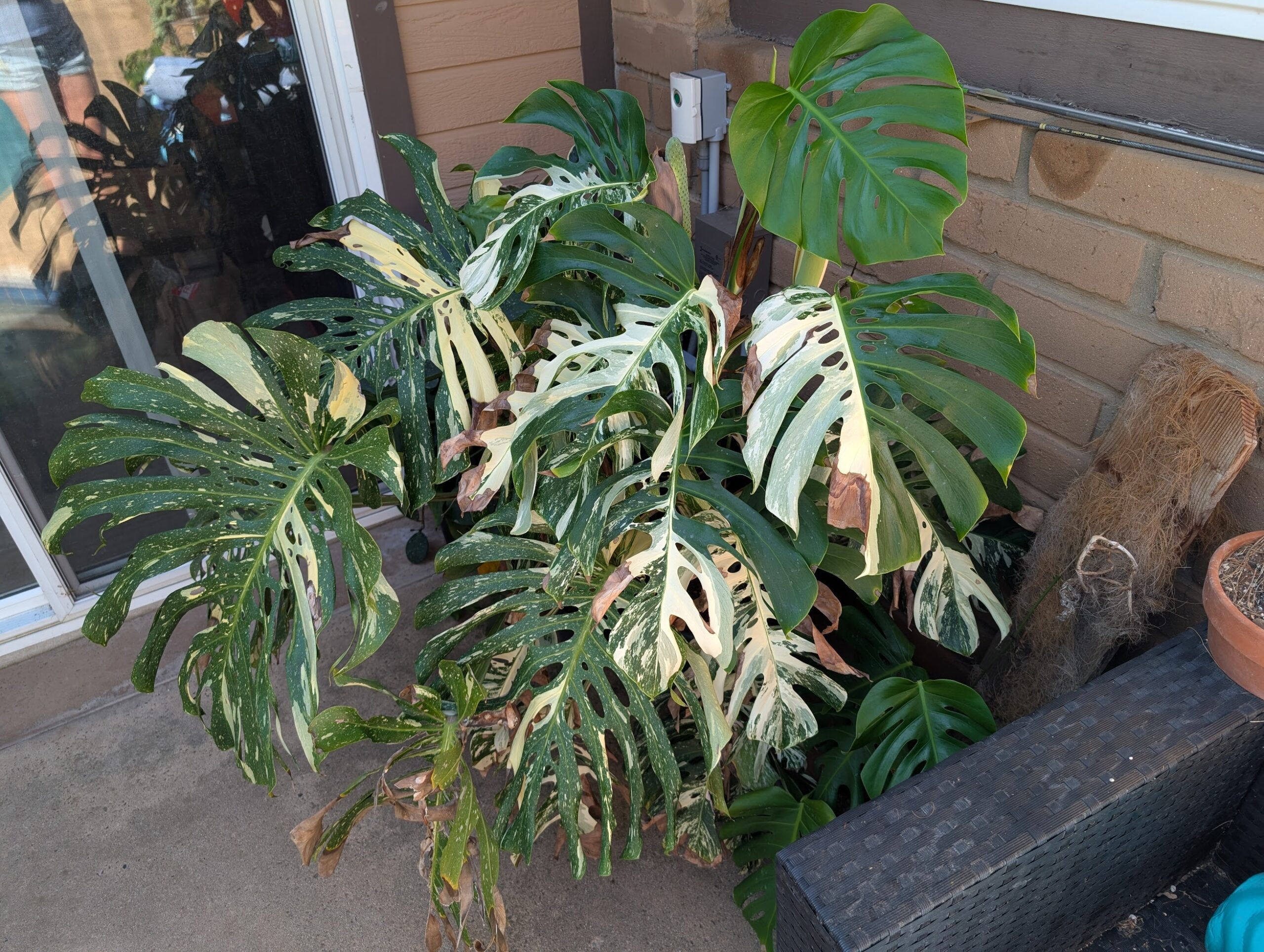 Monstera deliciosa 