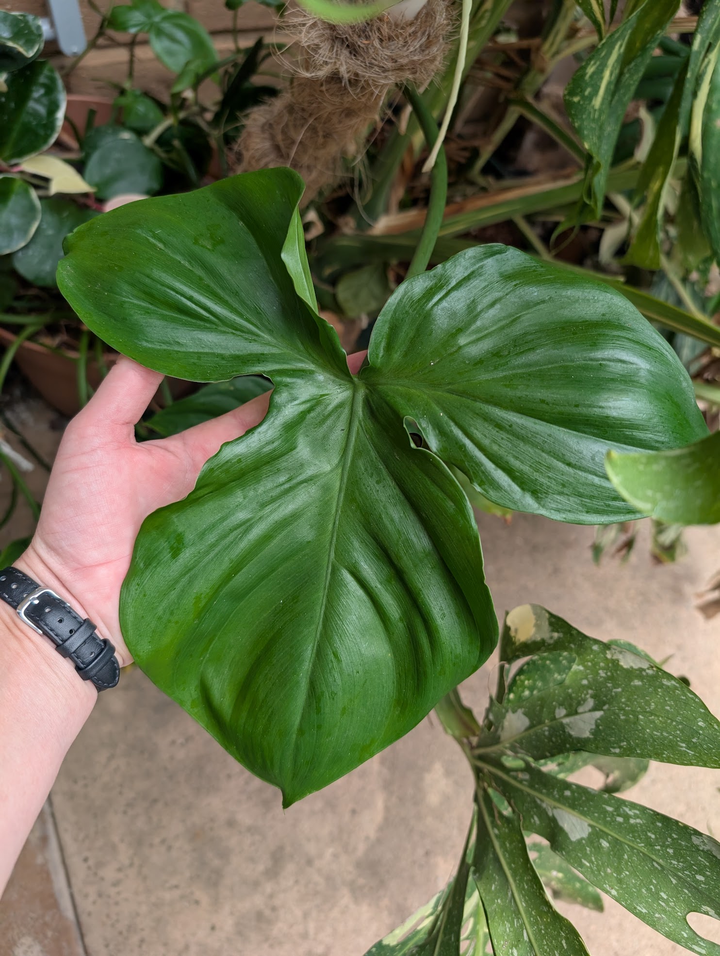 Philodendron camposportoanum