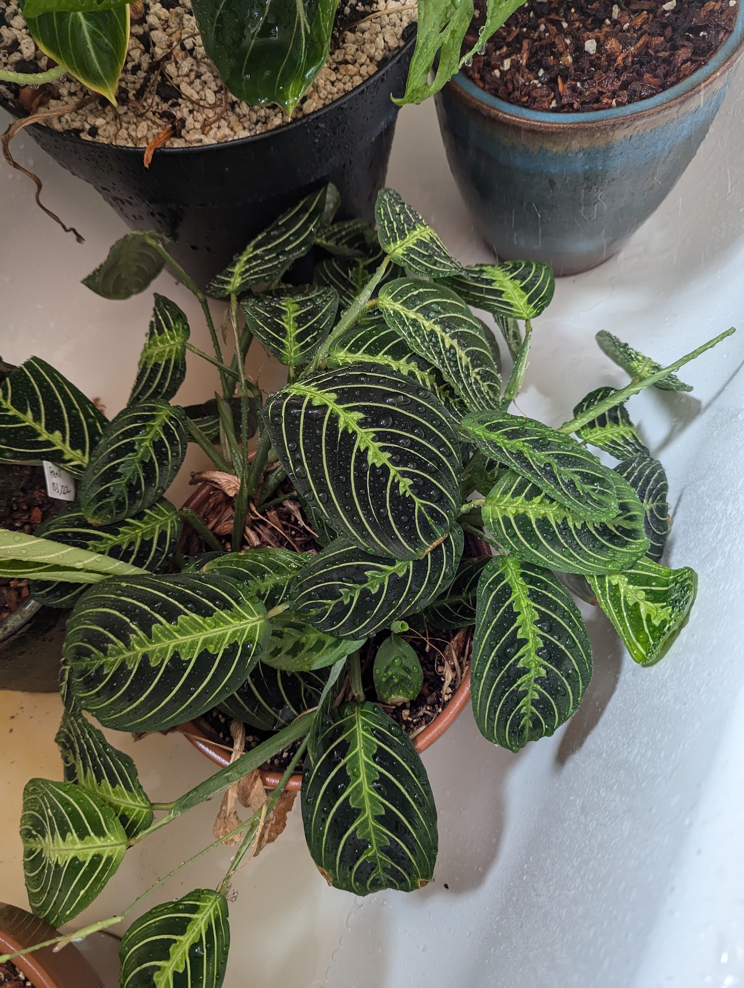 maranta 