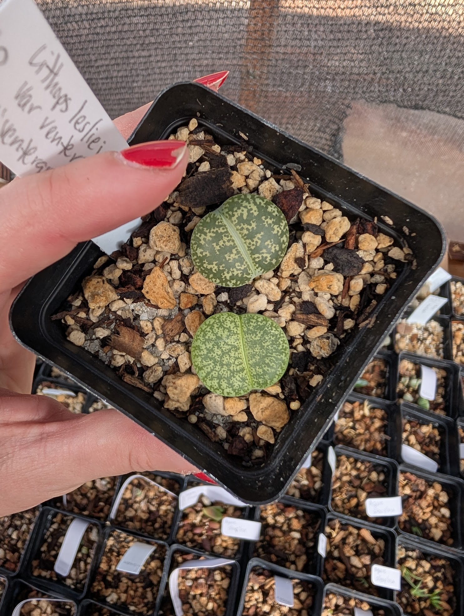 lithops lesliei baby ventergreen fall lithops lesliei fall