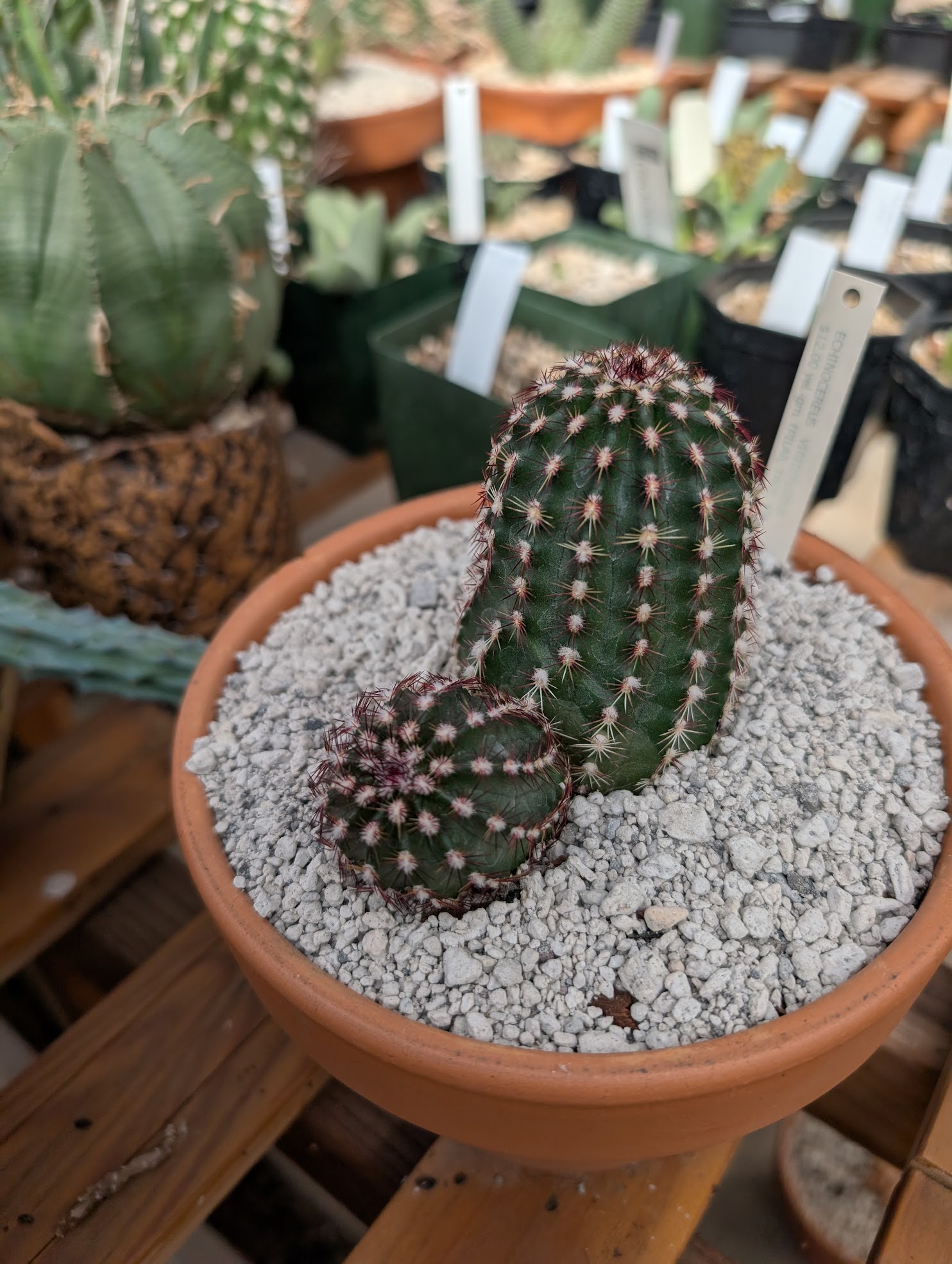 echino viridiflora not thirsty echinocactus viridiflorus