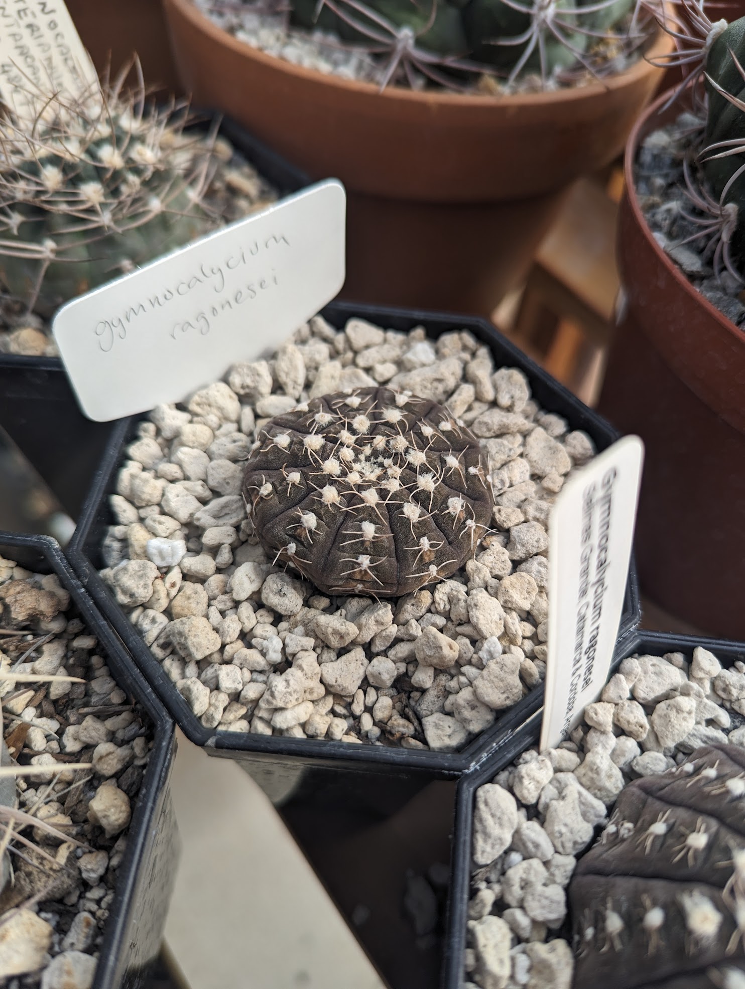 flat ragonesei Gymnocalycium ragonesii