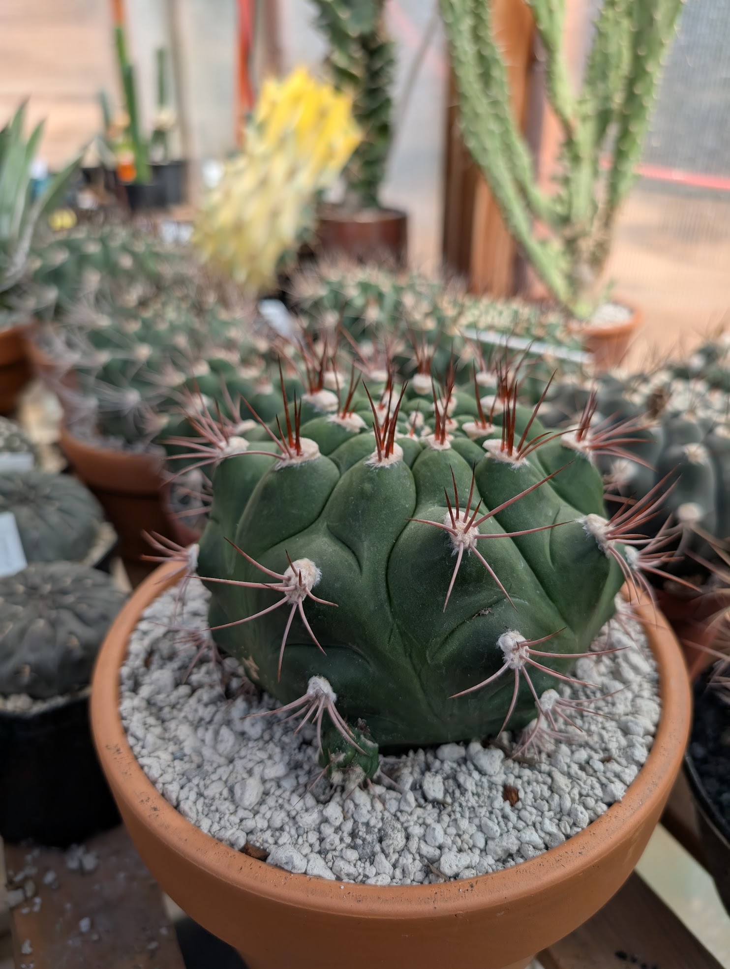 gymno pflanzii not thirsty gymnocalycium pflanzii