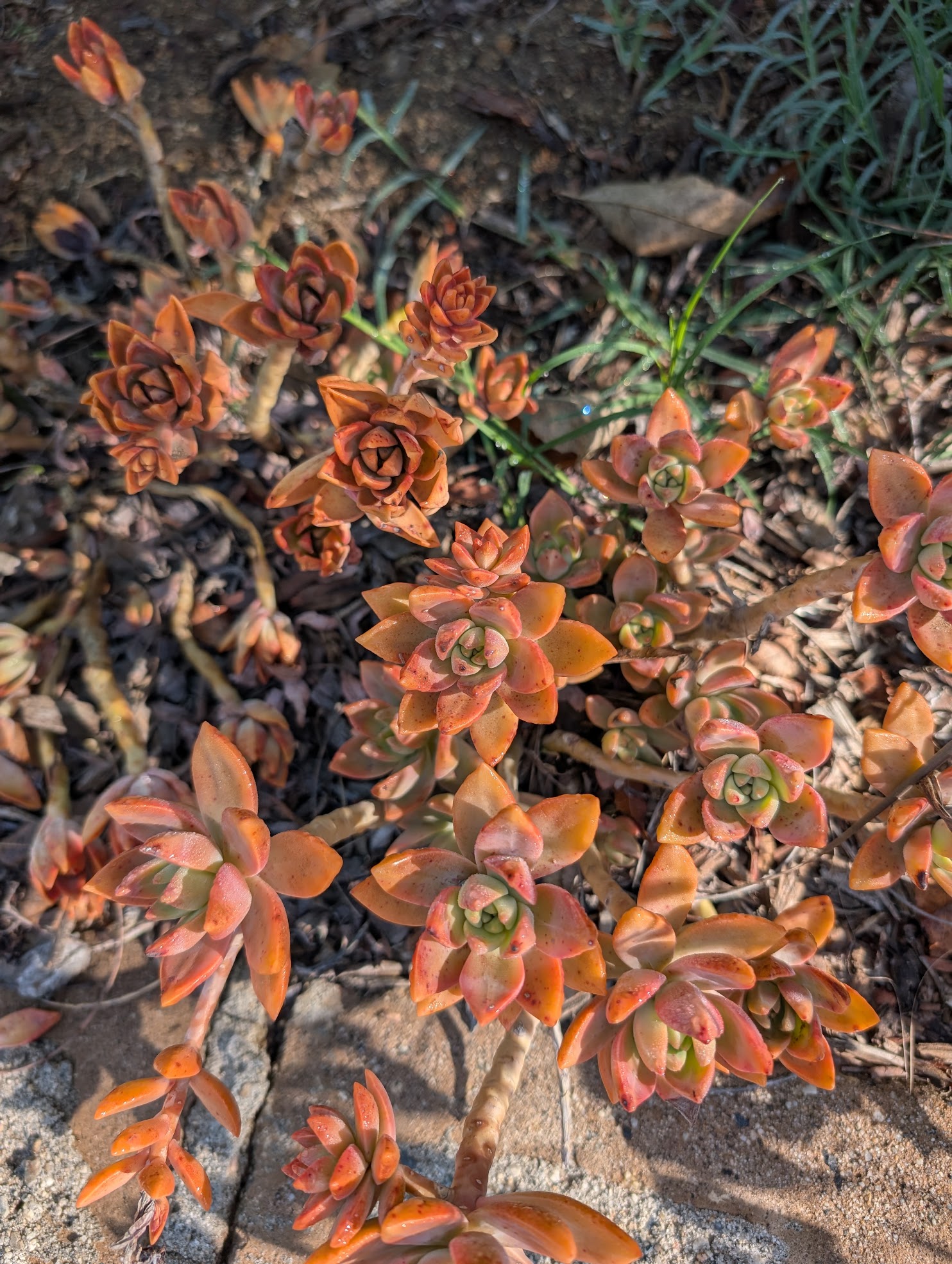 happy and thirsty grapto graptosedum california sunset