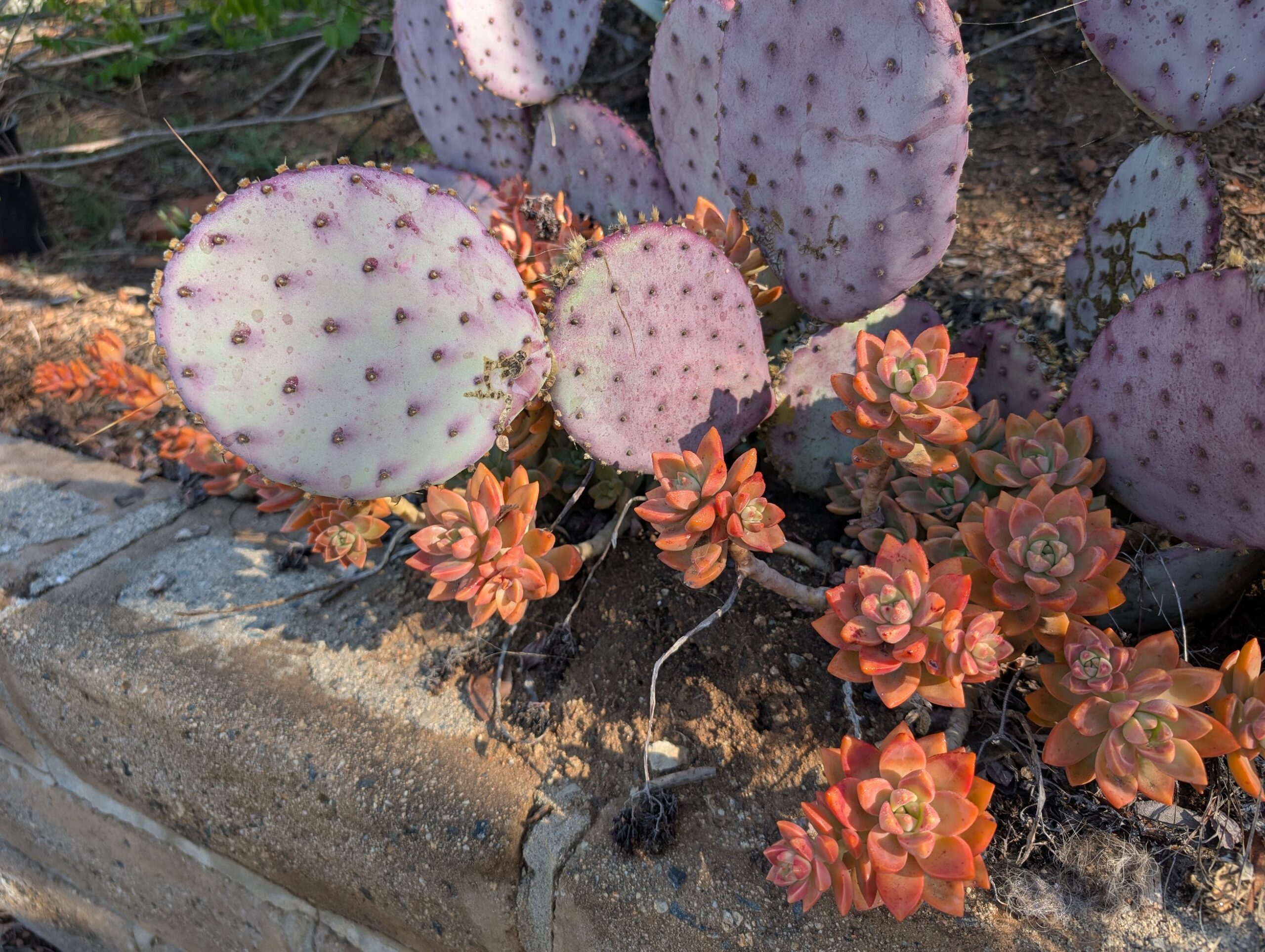 happy grapto and paddle Opuntia santa rita