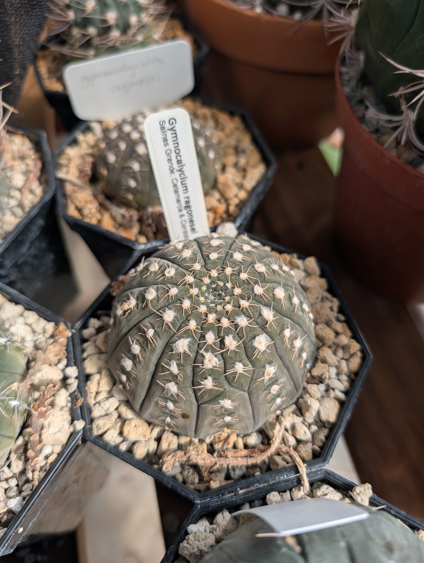 ragonesei plump gymnocalycium ragonesei