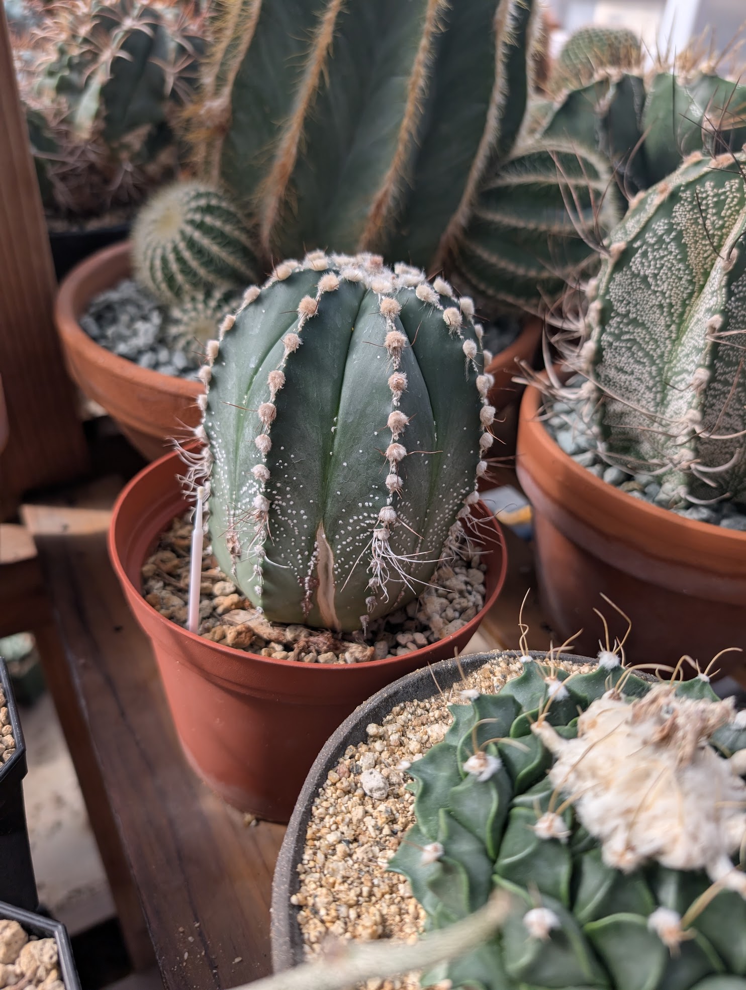 split from water Cactus split