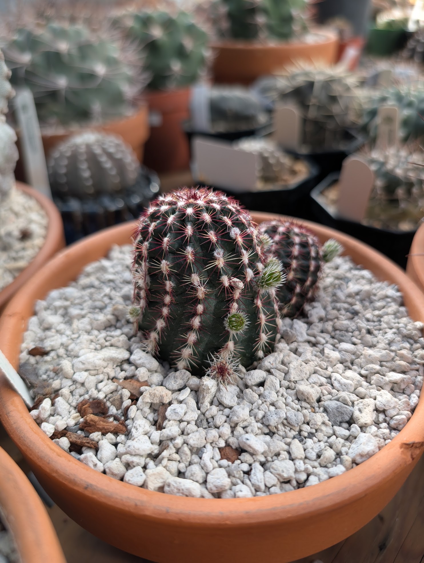 thirsty echino virid Echinocactus viridiflorus