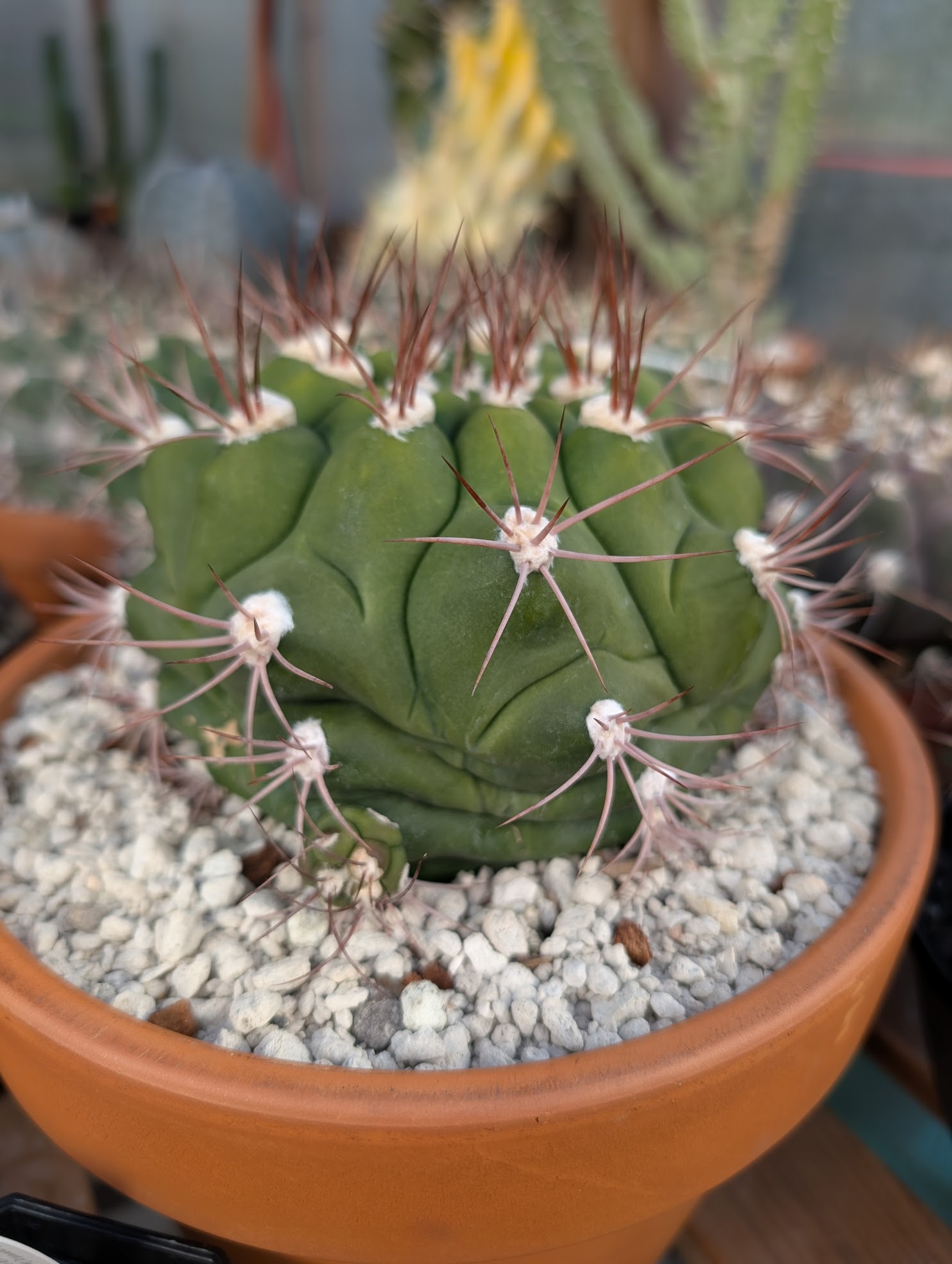 thirsty gymno pflanzii thirsty cactus