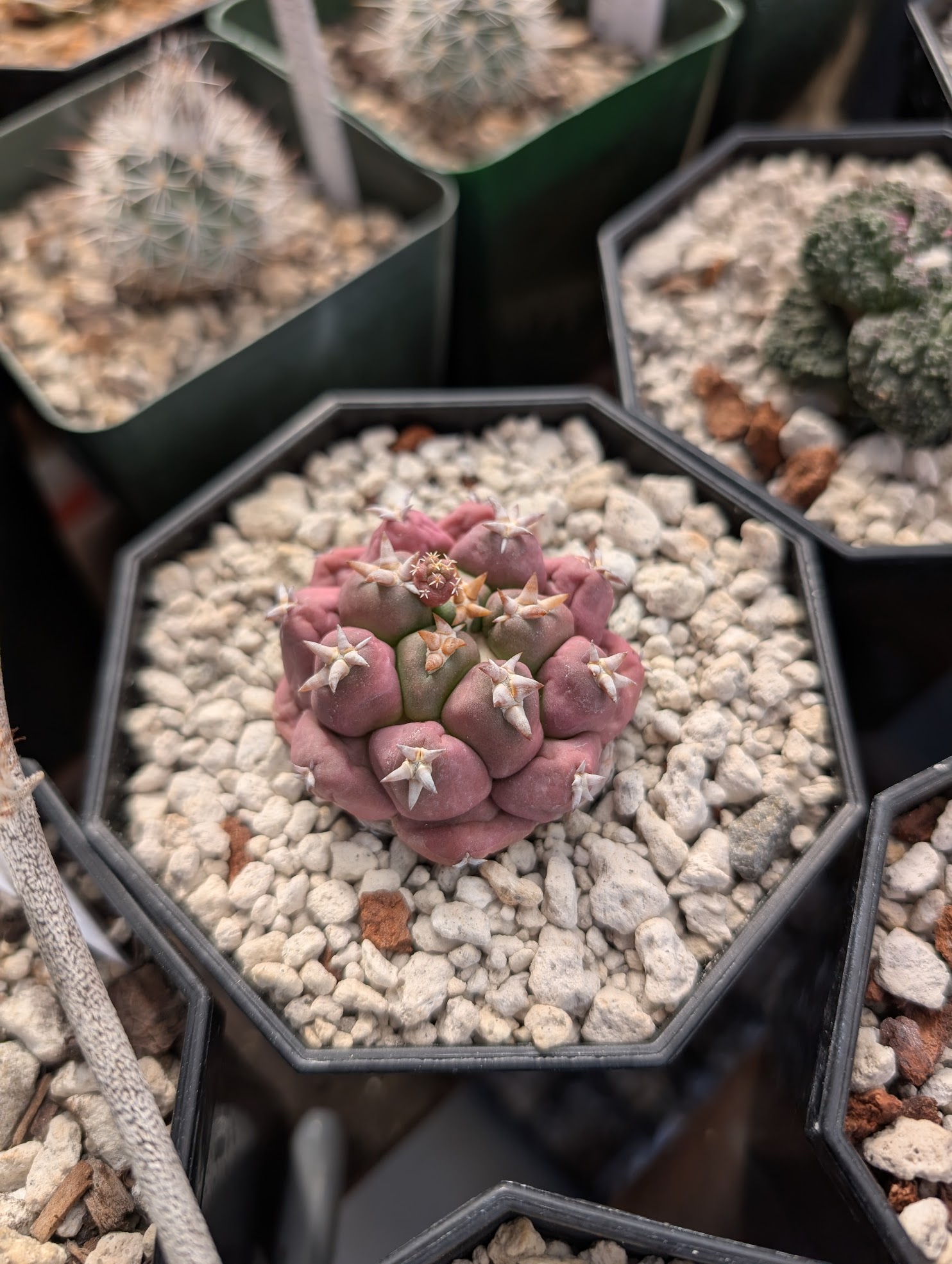 thirsty stressed cory coryphantha elephantidens titan