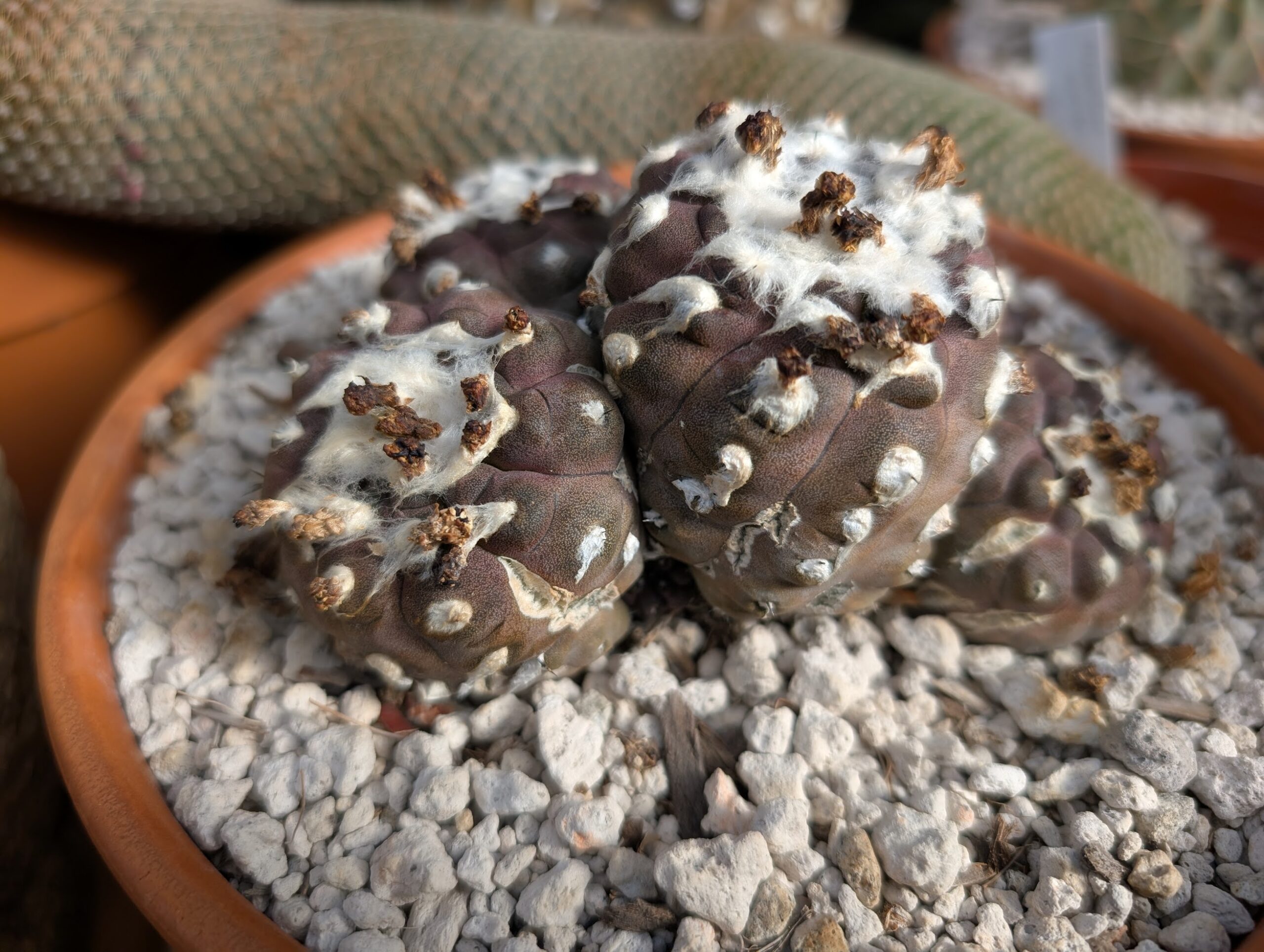 water split copiapoa hypogea