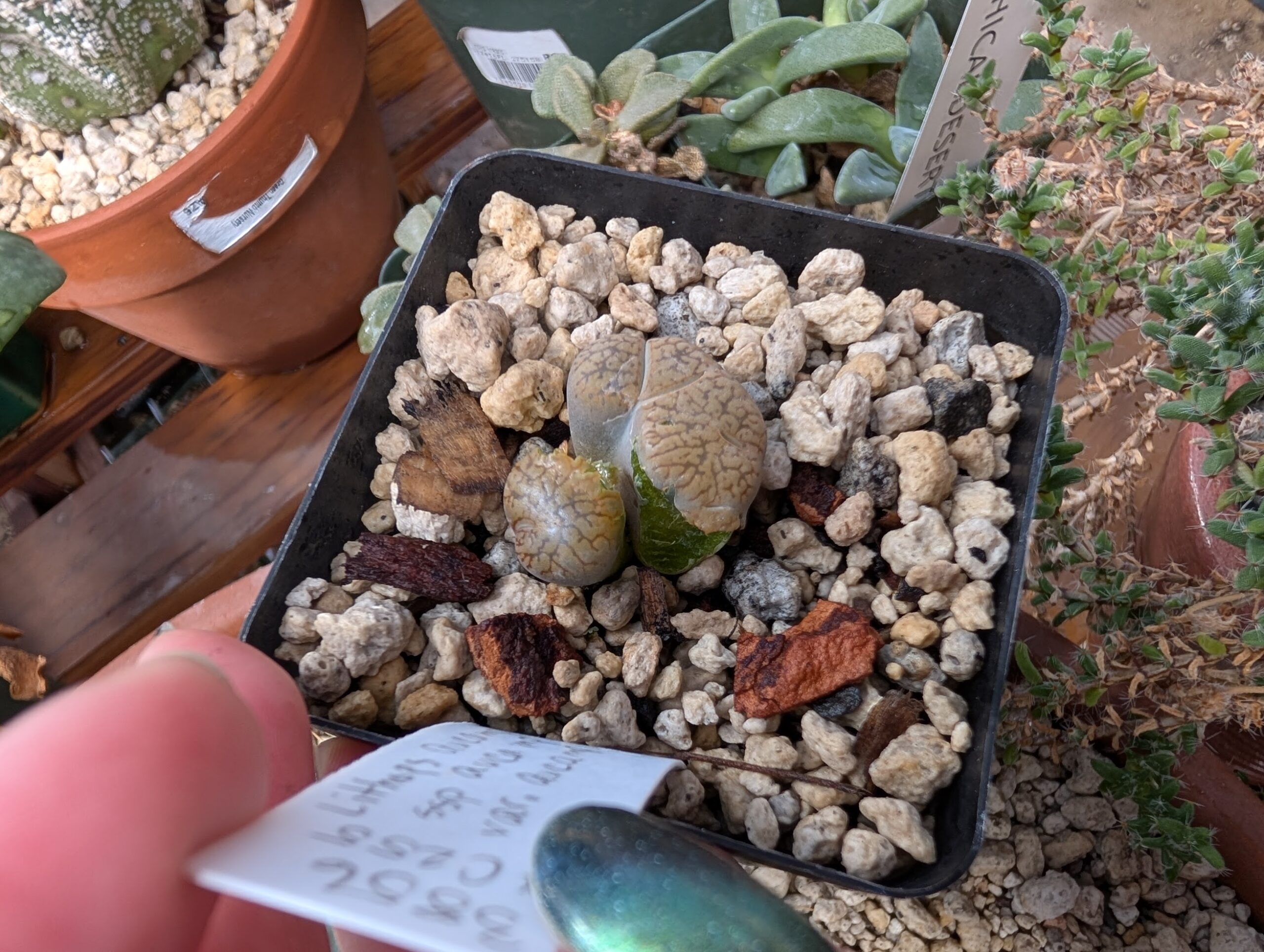 lithops aucampiae damage 