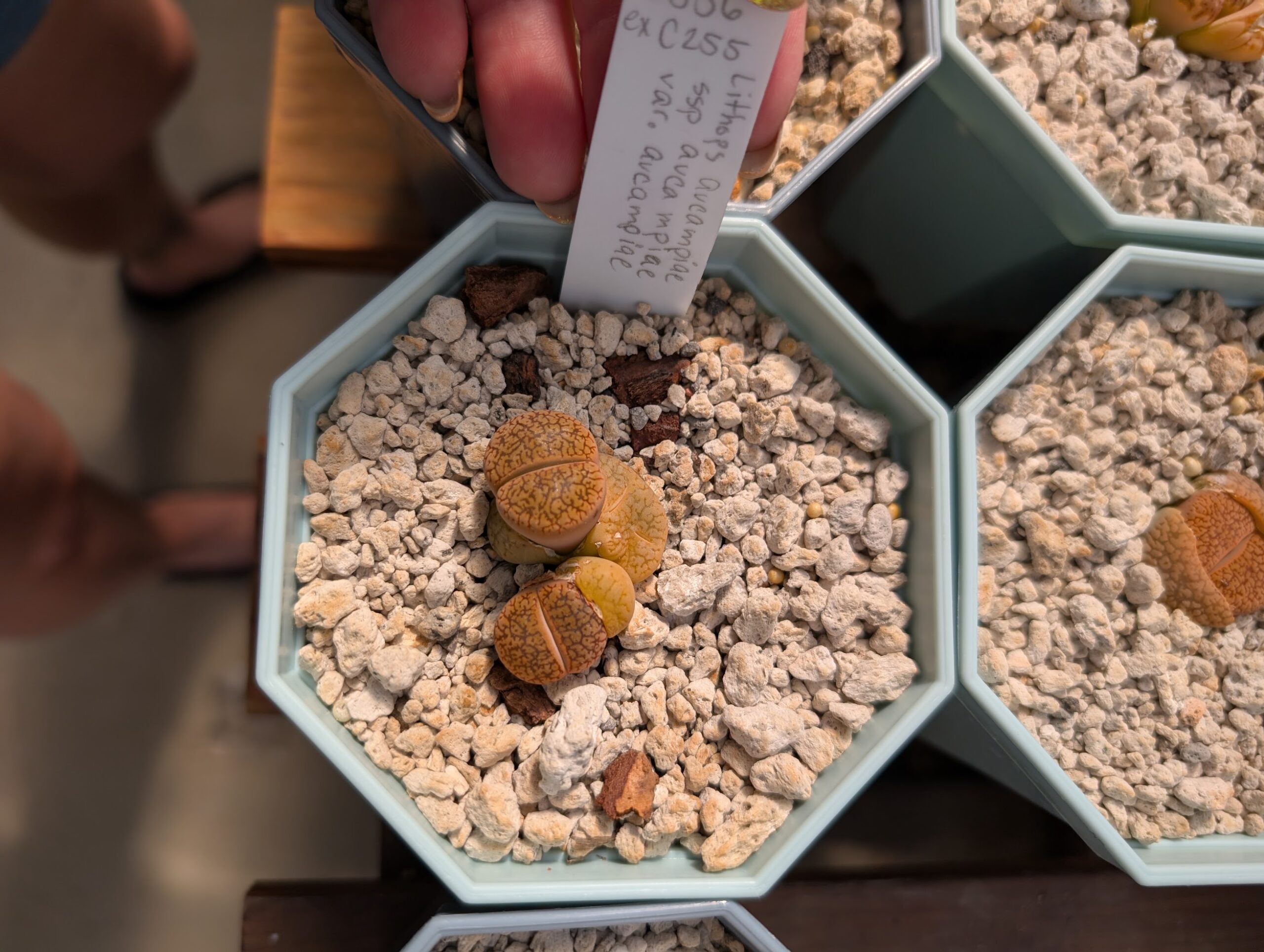 lithops aucampiae monstrose