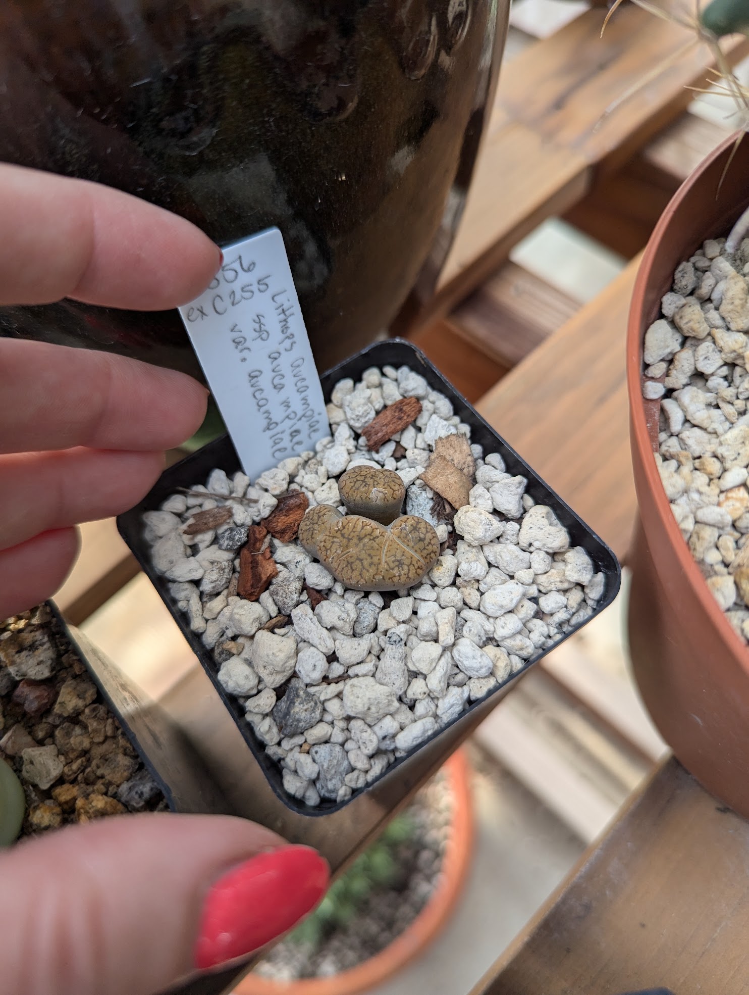 lithops aucampiae montrose