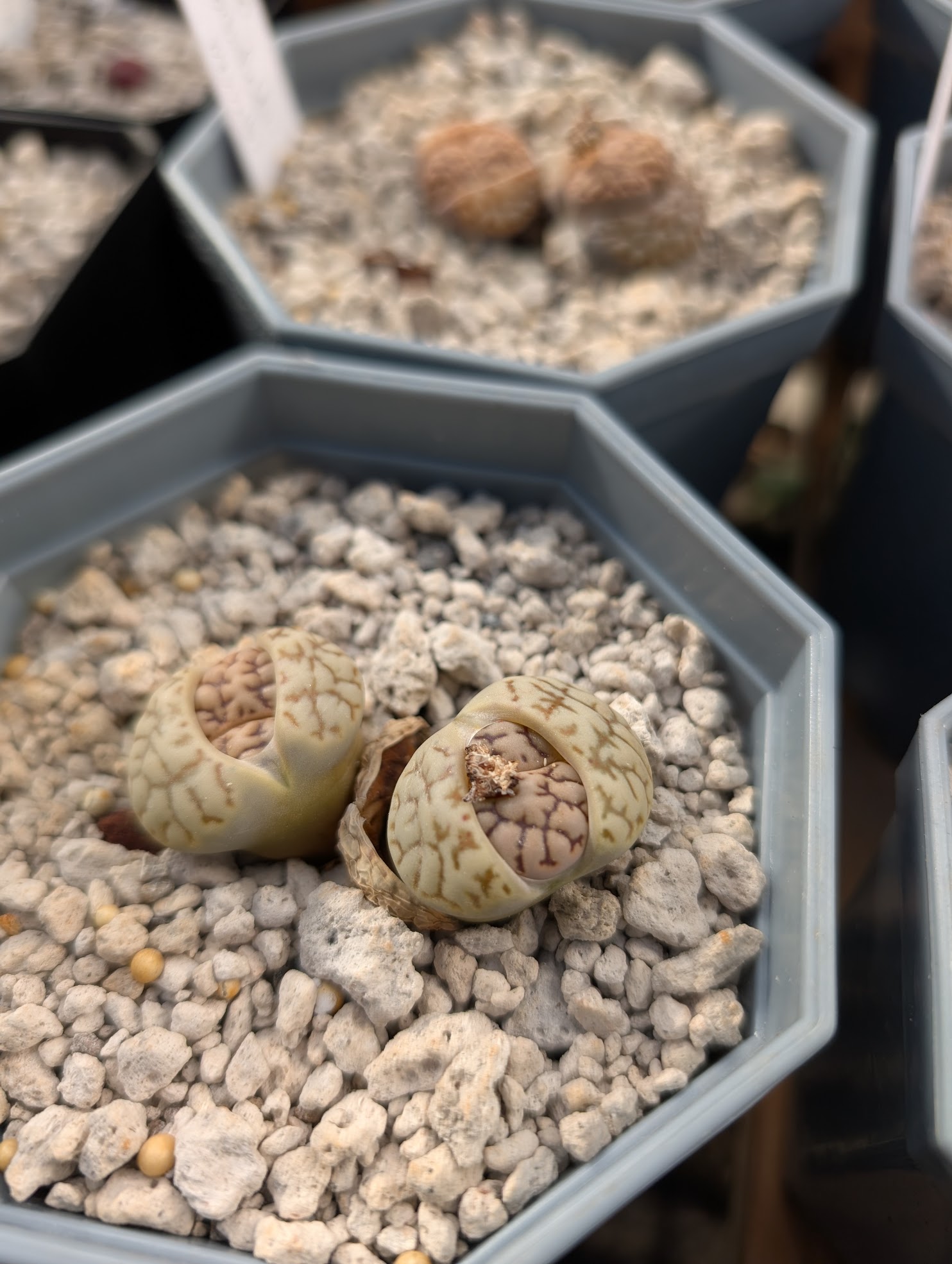 lithops bromfieldii 