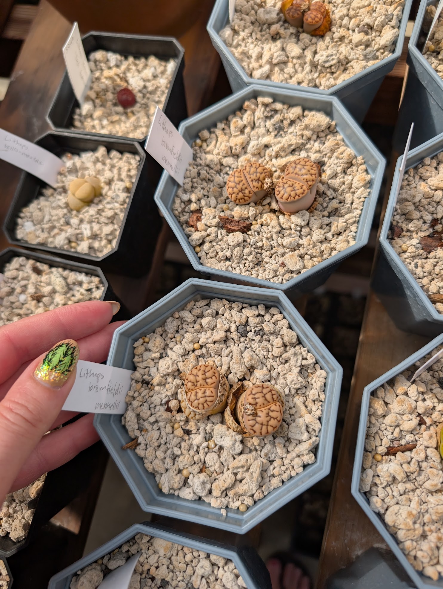 lithops bromfieldii