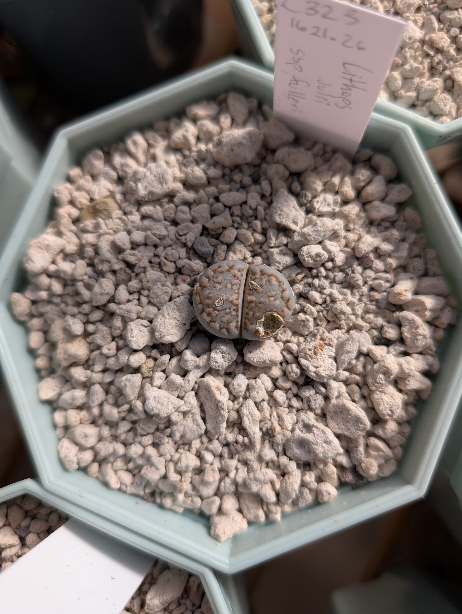 lithops julii