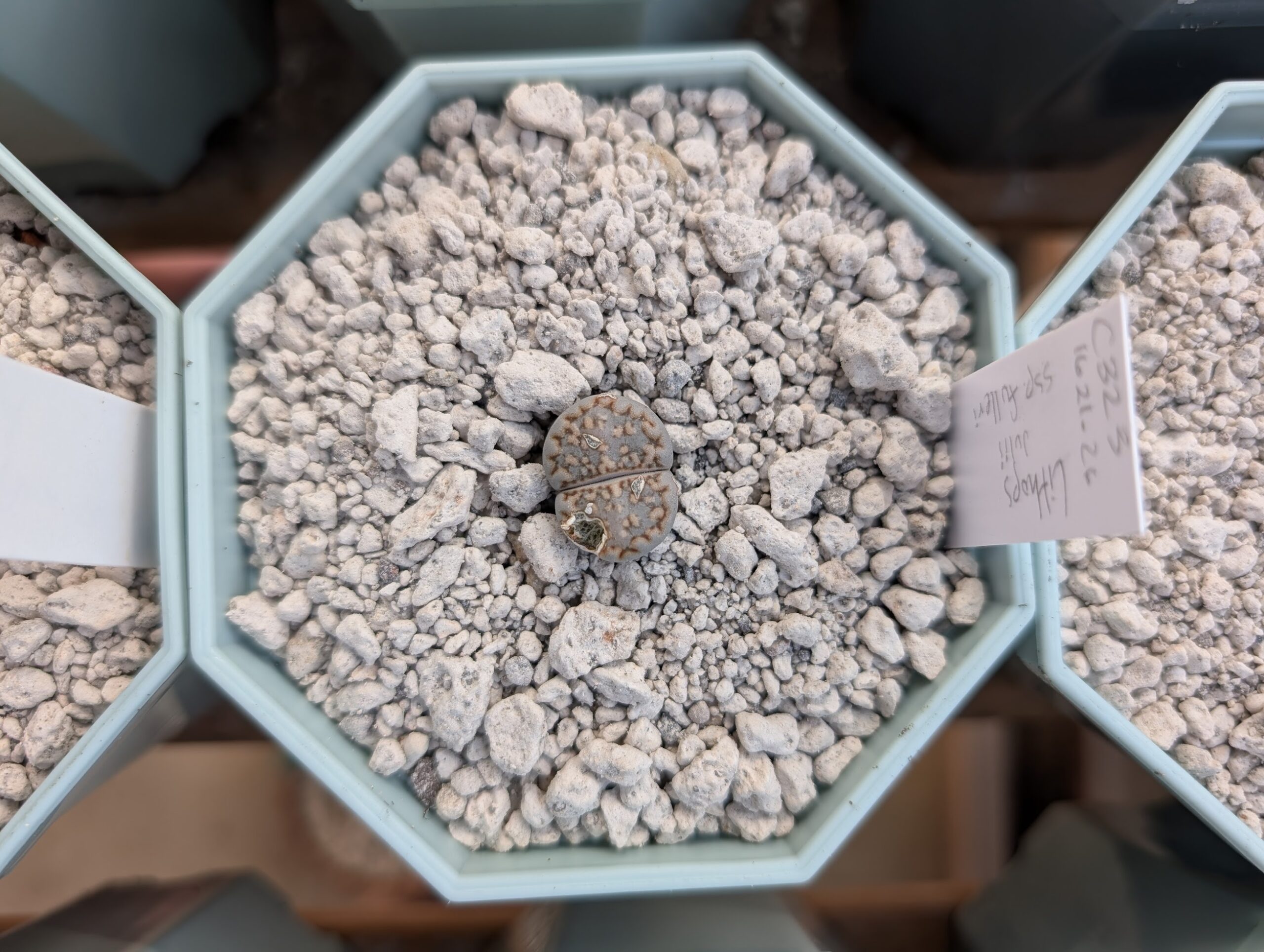 lithops julii