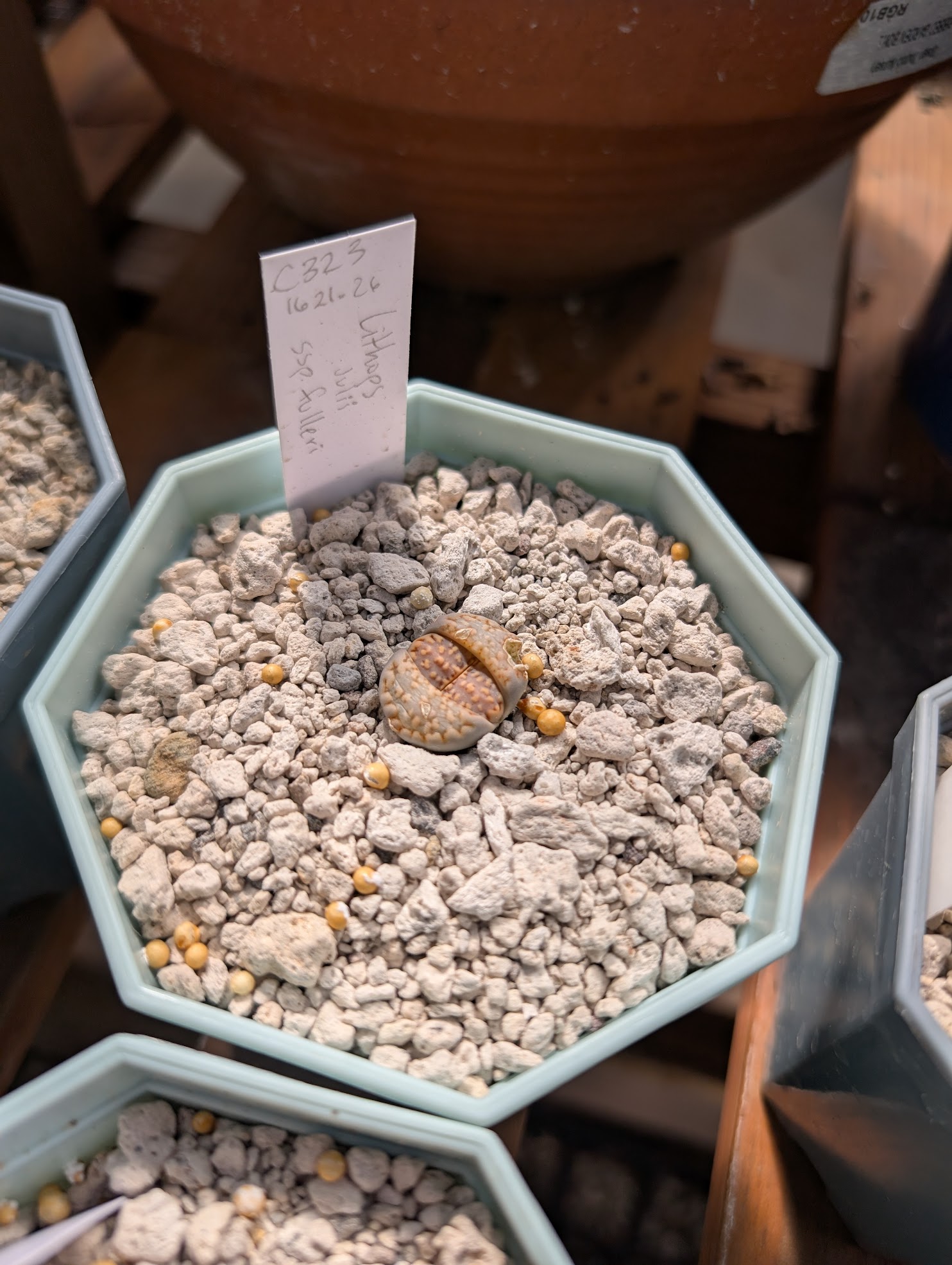 lithops julii ssp fulleri