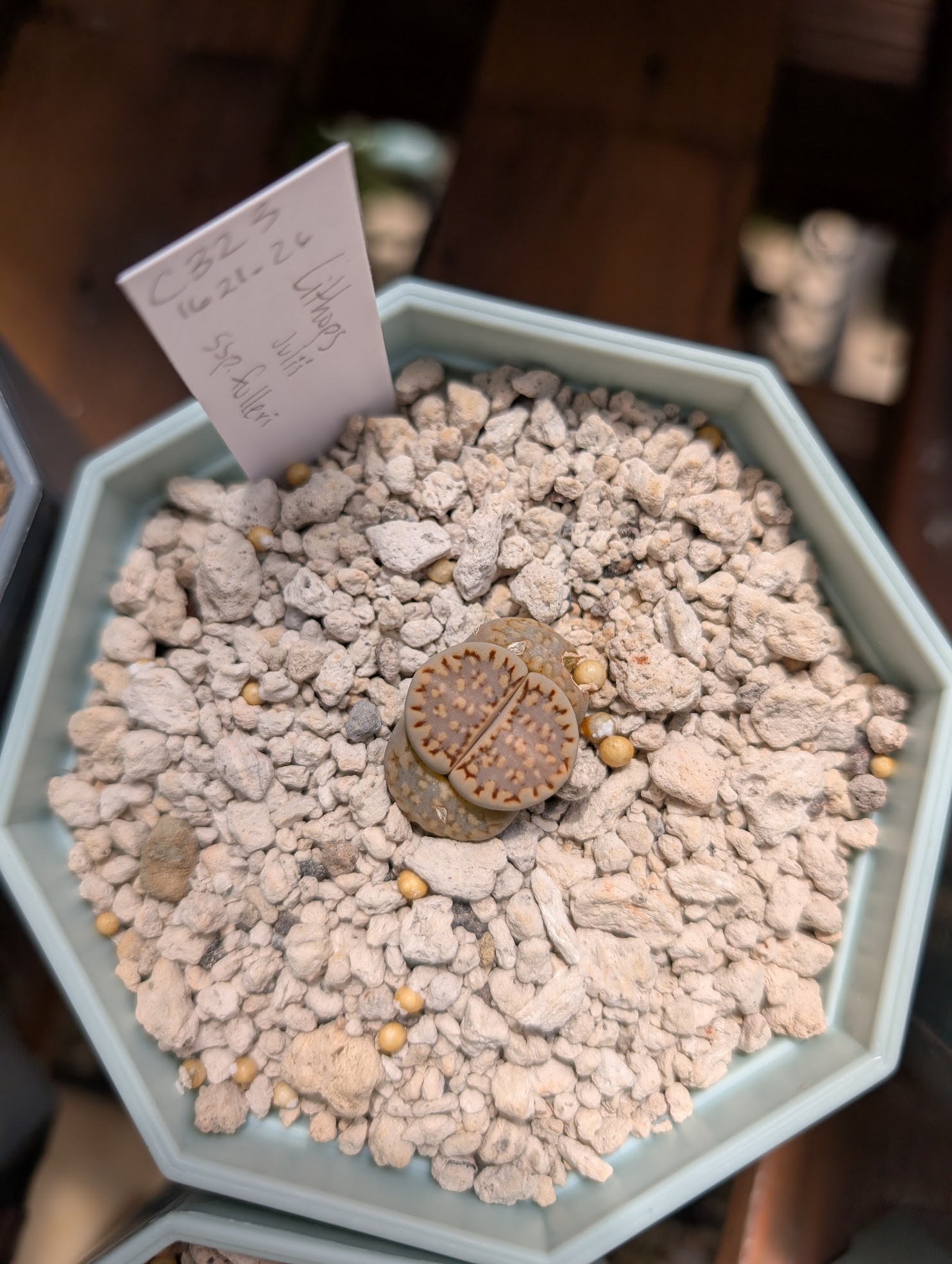 lithops julii ssp fulleri