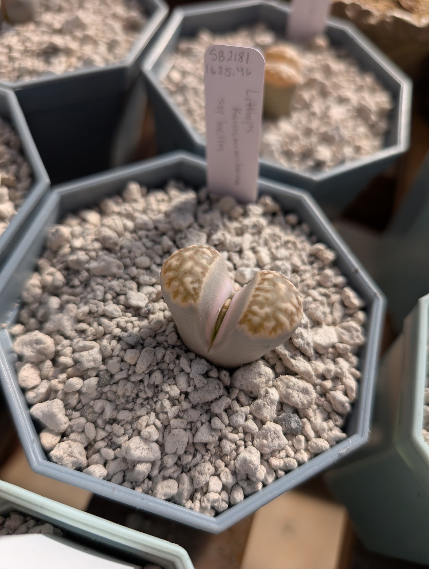 lithops karasmontana bella