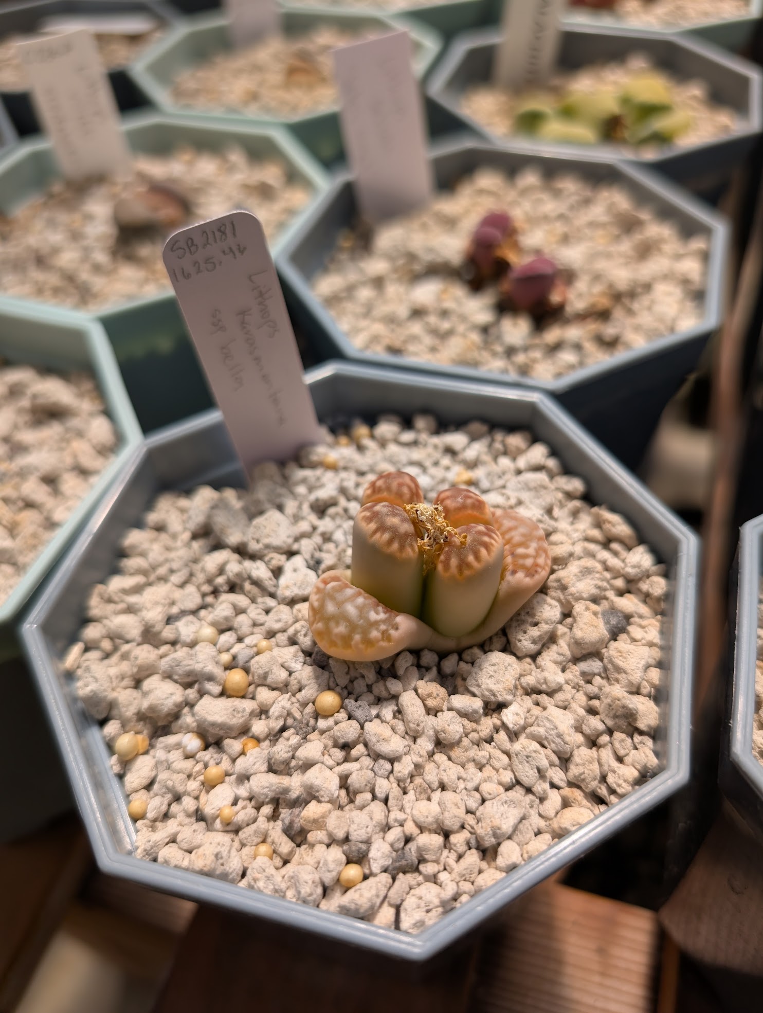 lithops karasmontana bella