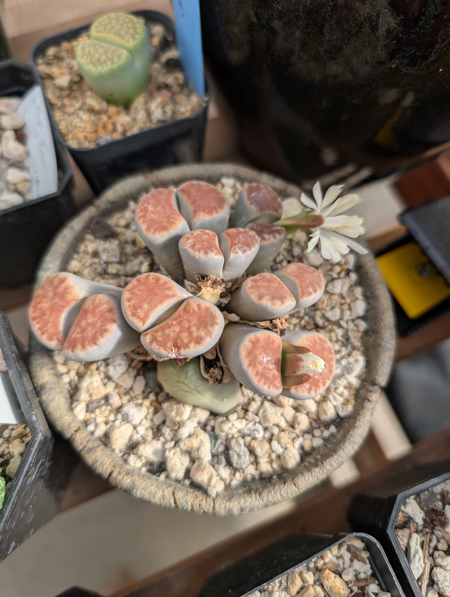 lithops karasmontana red top