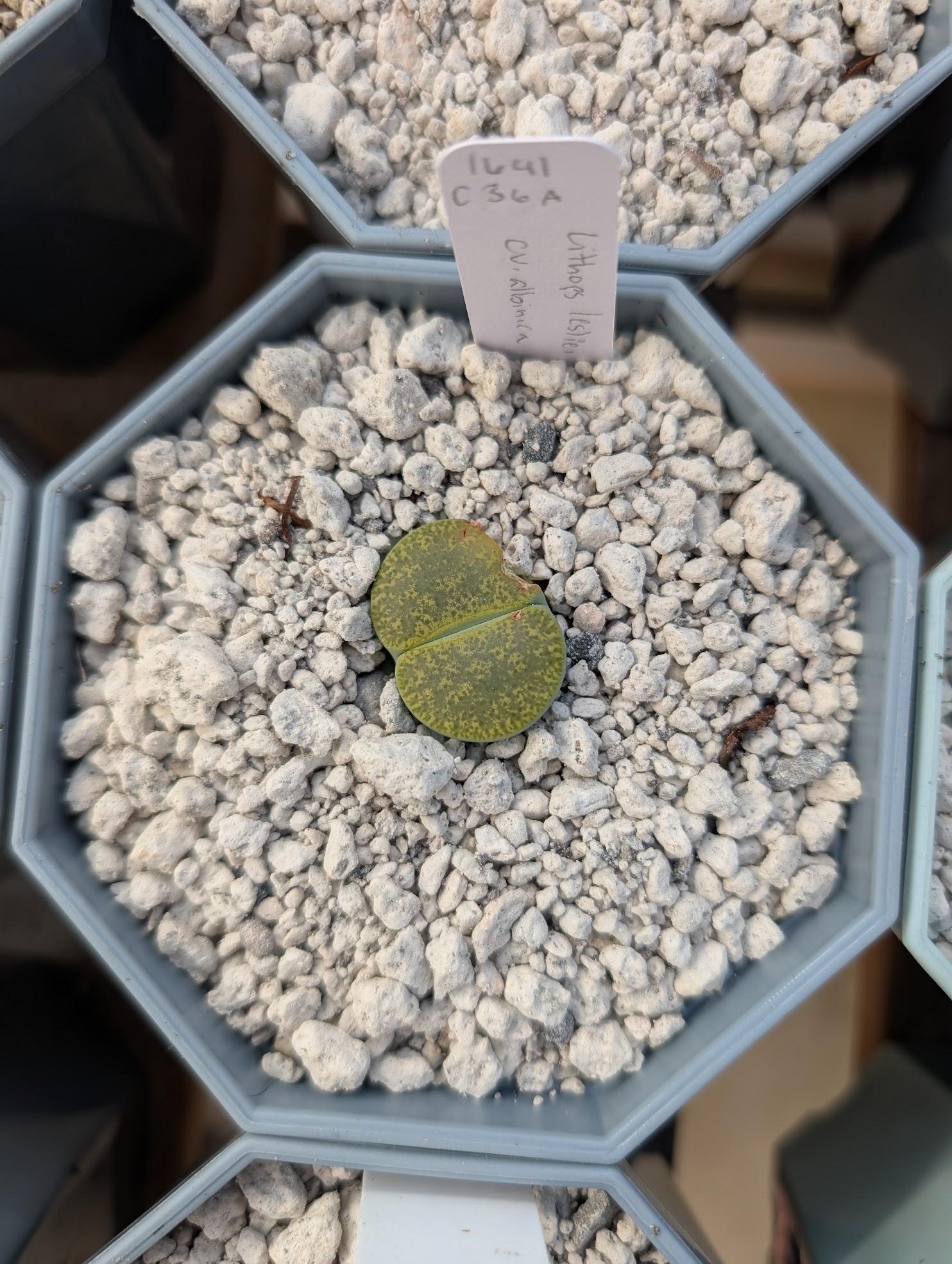 lithops lesliei albinica