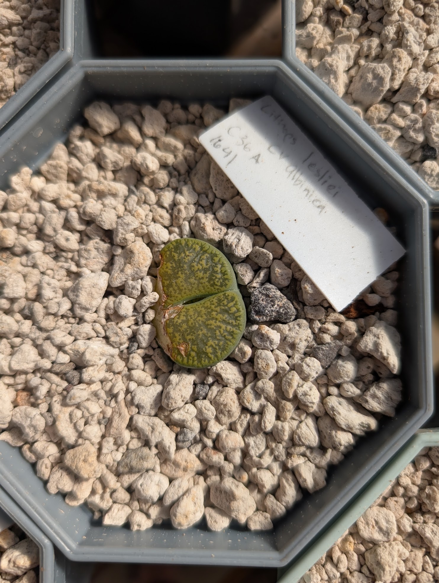 lithops lesliei albinica