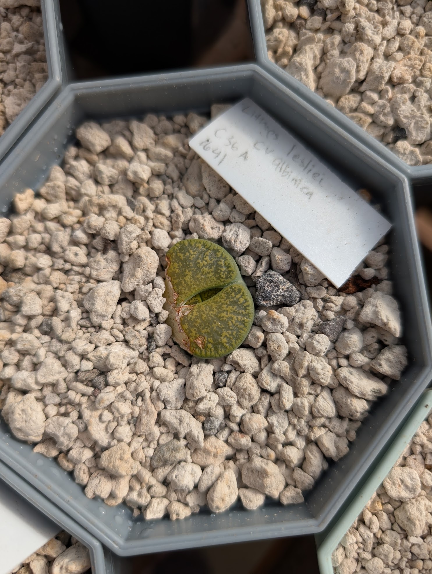 lithops lesliei albinica