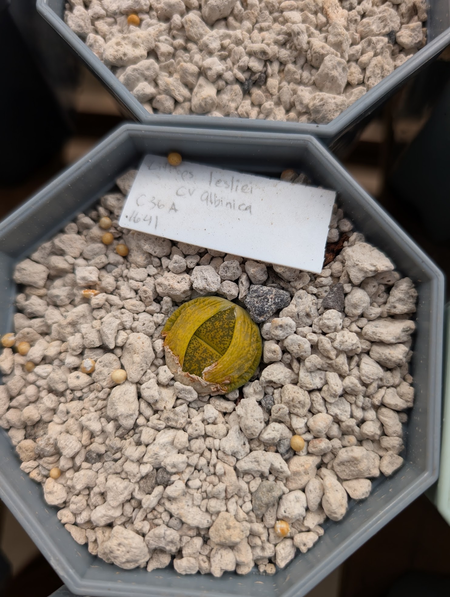 lithops lesliei albinica