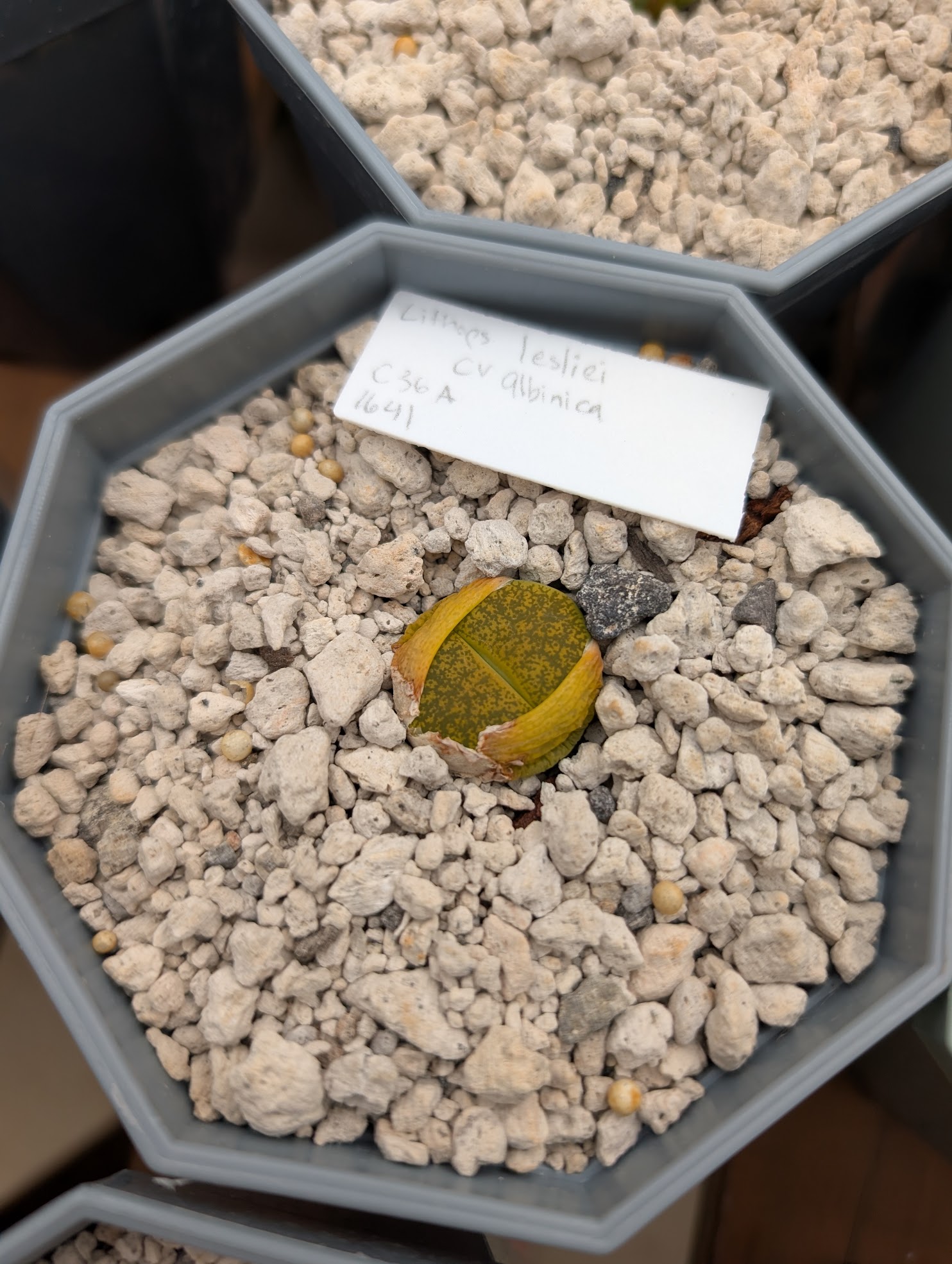 lithops leslie albinica