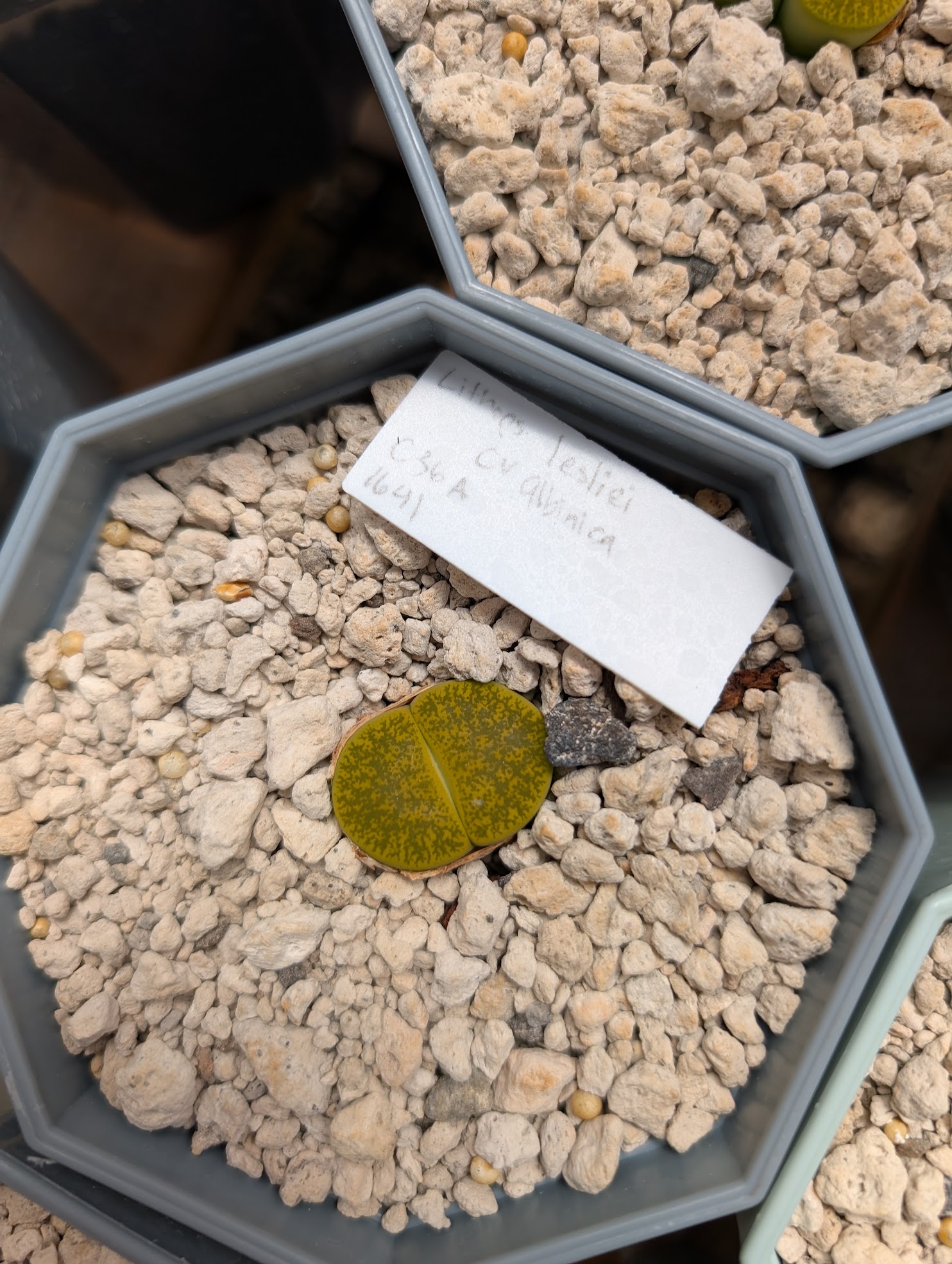 lithops lesliei albinica