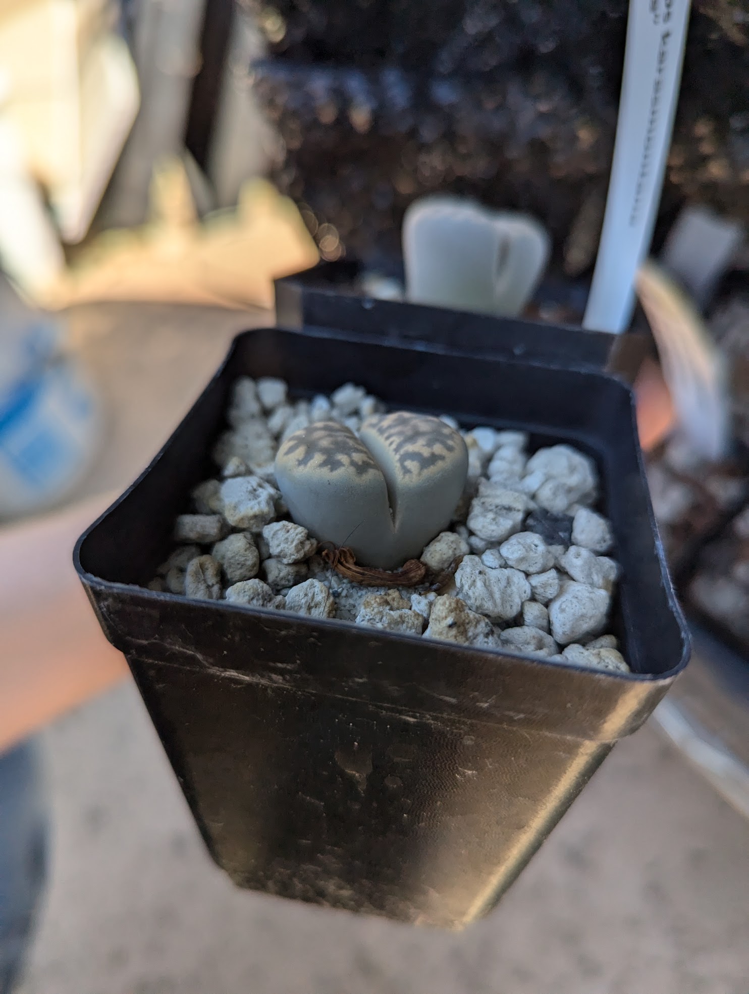 normal lithops karasmontana