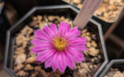 What’s Blooming: Springtime Greenhouse Update