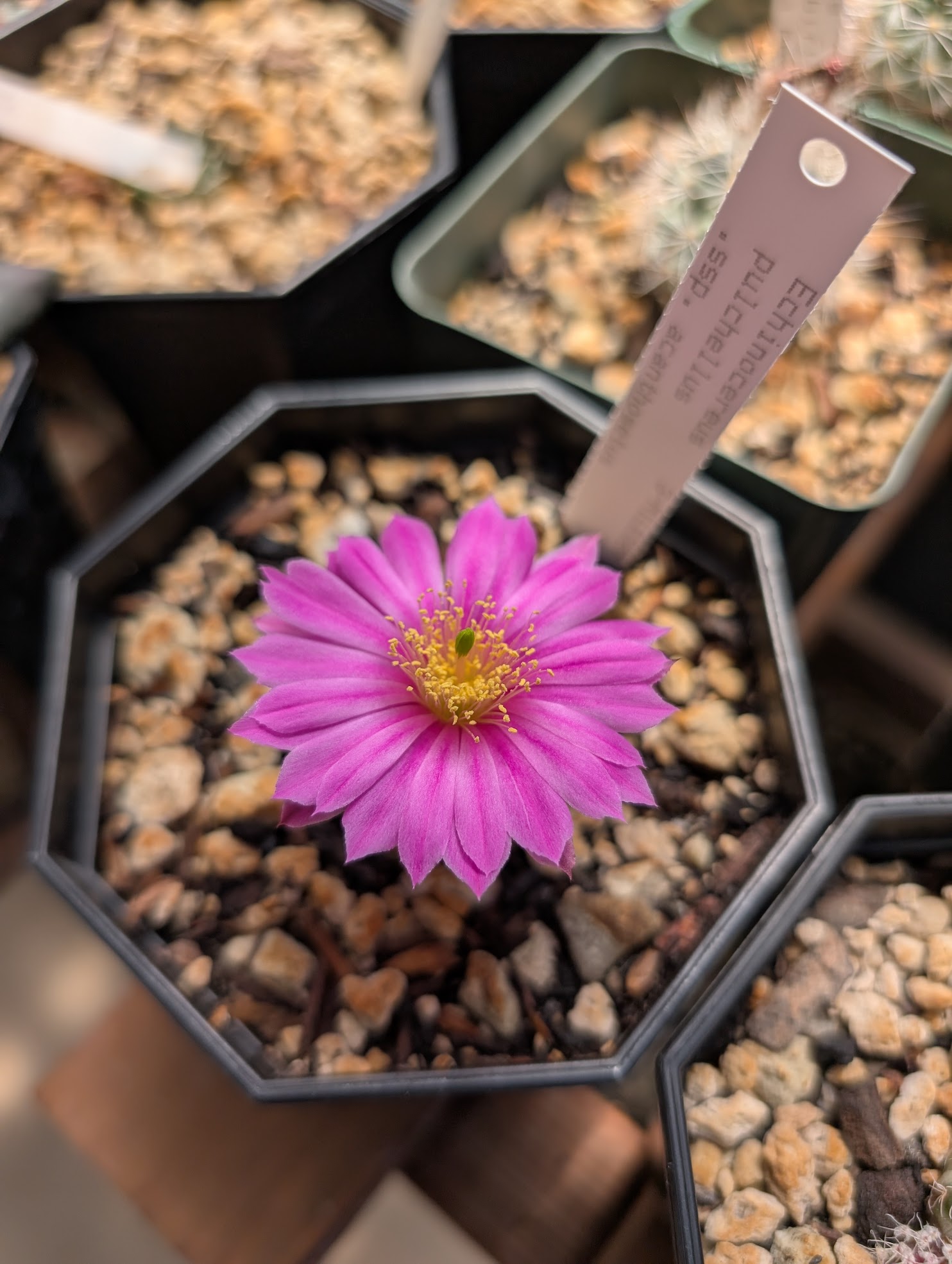 echinocereus pulchellus