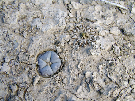 Ariocarpus_kotschoubeyanus_loph_540 ariocarpus in habitat