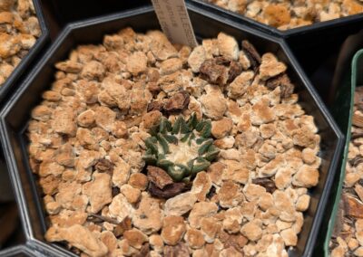 ariocarpus kotschoubeyanus elephantidens