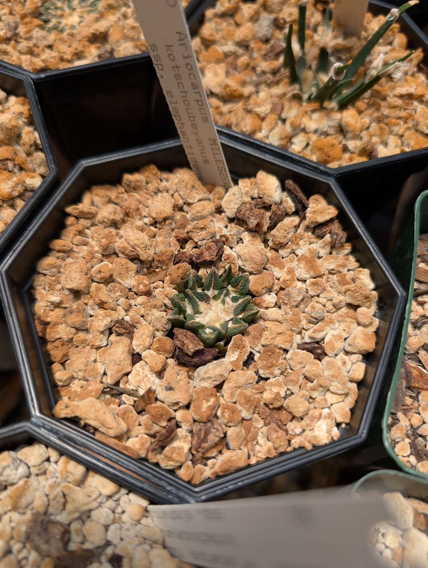 ario kotsch eleph 2 5 26 25 ariocarpus kotschoubeyanus elephantidens