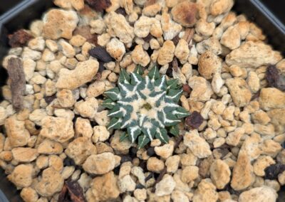 Ariocarpus kotschoubeyanus kotschoubeyanus