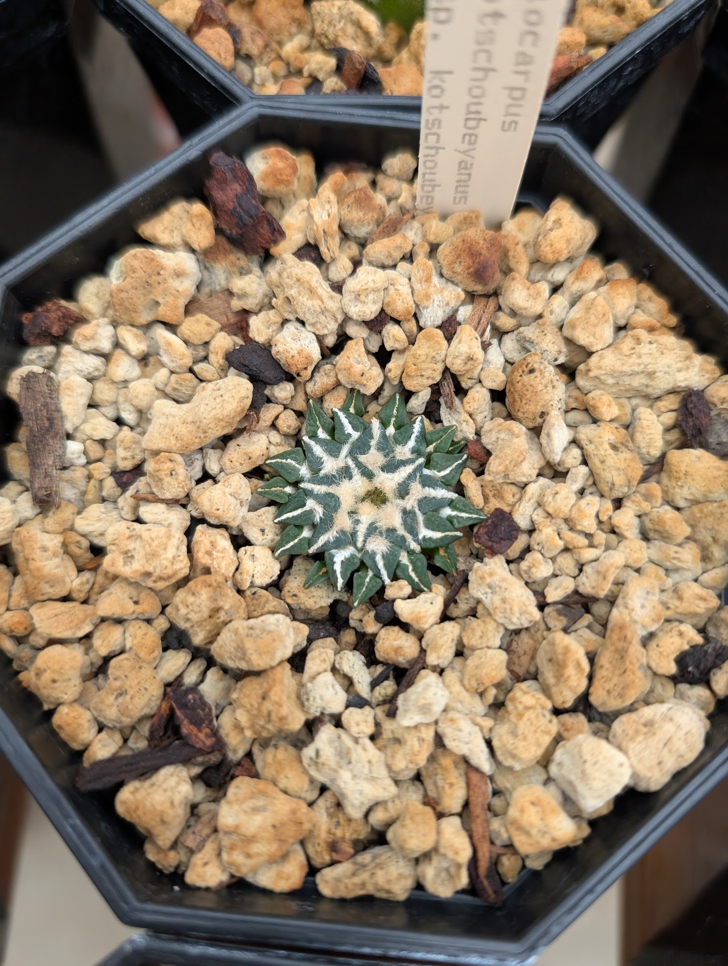 ario kotsch kotsch 10 13 24 Ariocarpus kotschoubeyanus kotschoubeyanus