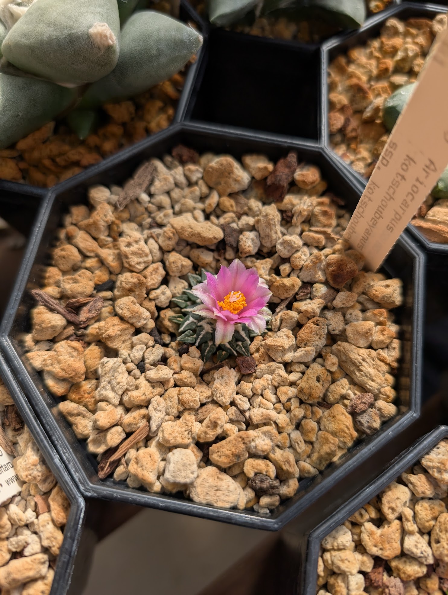 ario kotsch kotsch 10 27 24 Ariocarpus kotschoubeyanus kotschoubeyanus