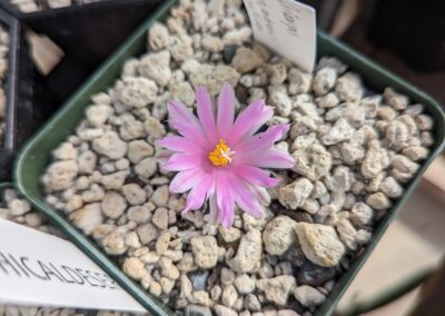 ariocarpus kotschoubeyanus sladvoskyi